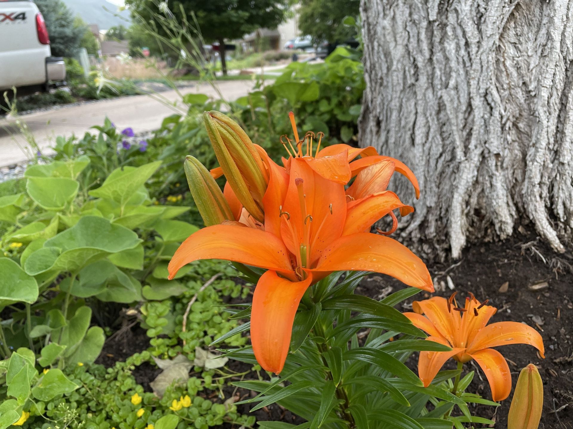 A close up of a flower in a garden next to a tree.