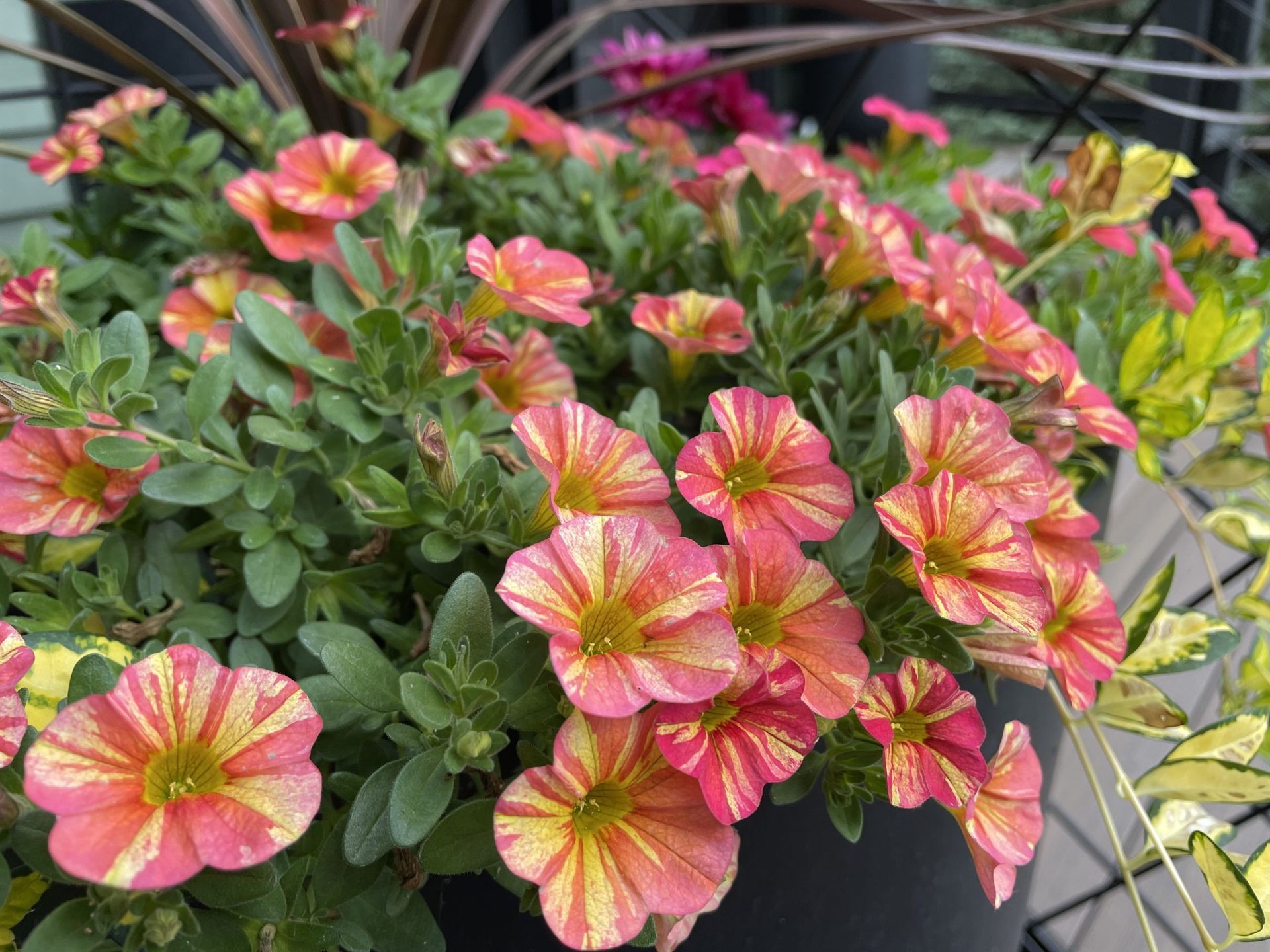 A close up of a potted plant with pink and yellow flowers.