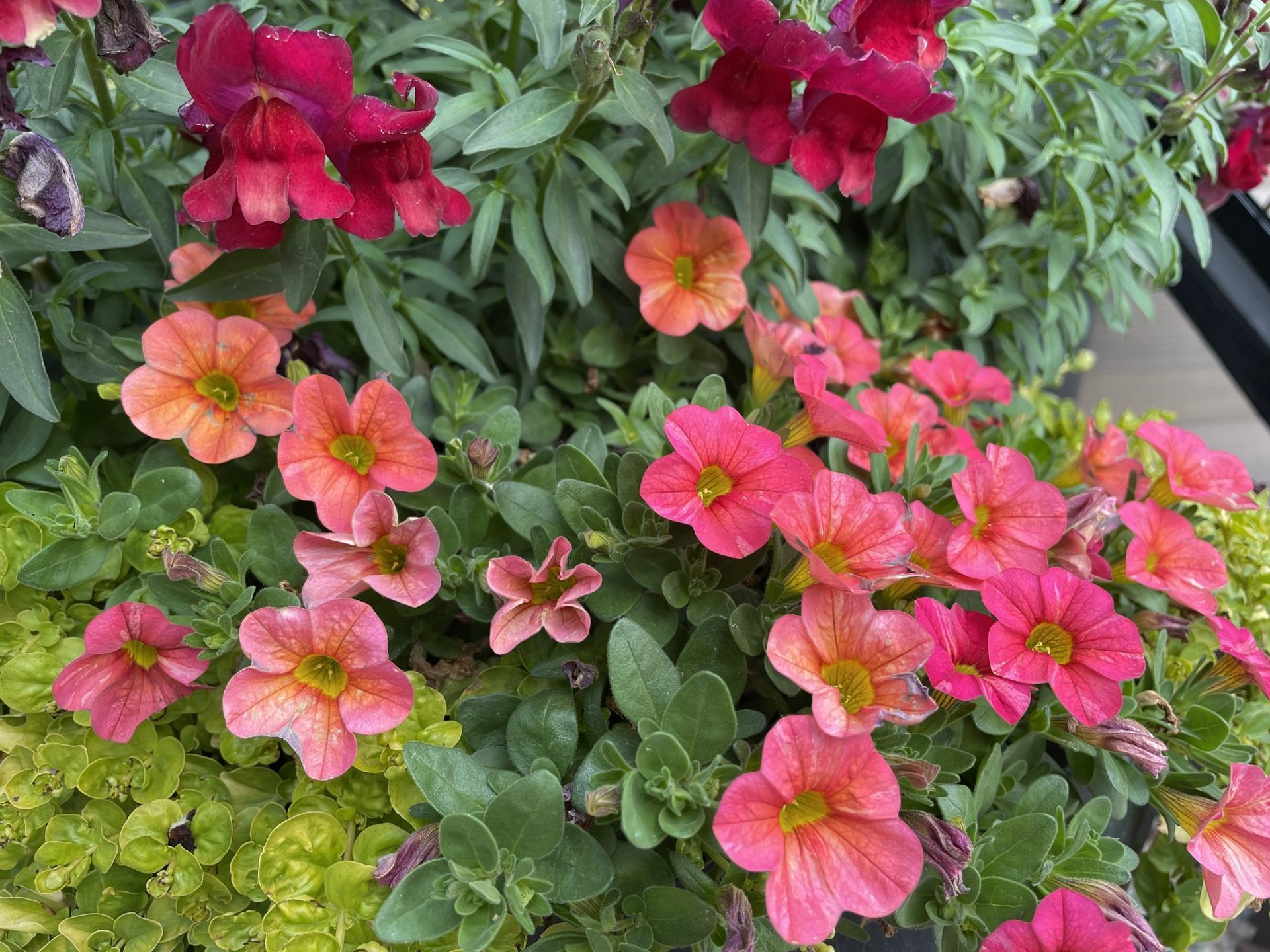 A bunch of pink and orange flowers are growing in a garden.