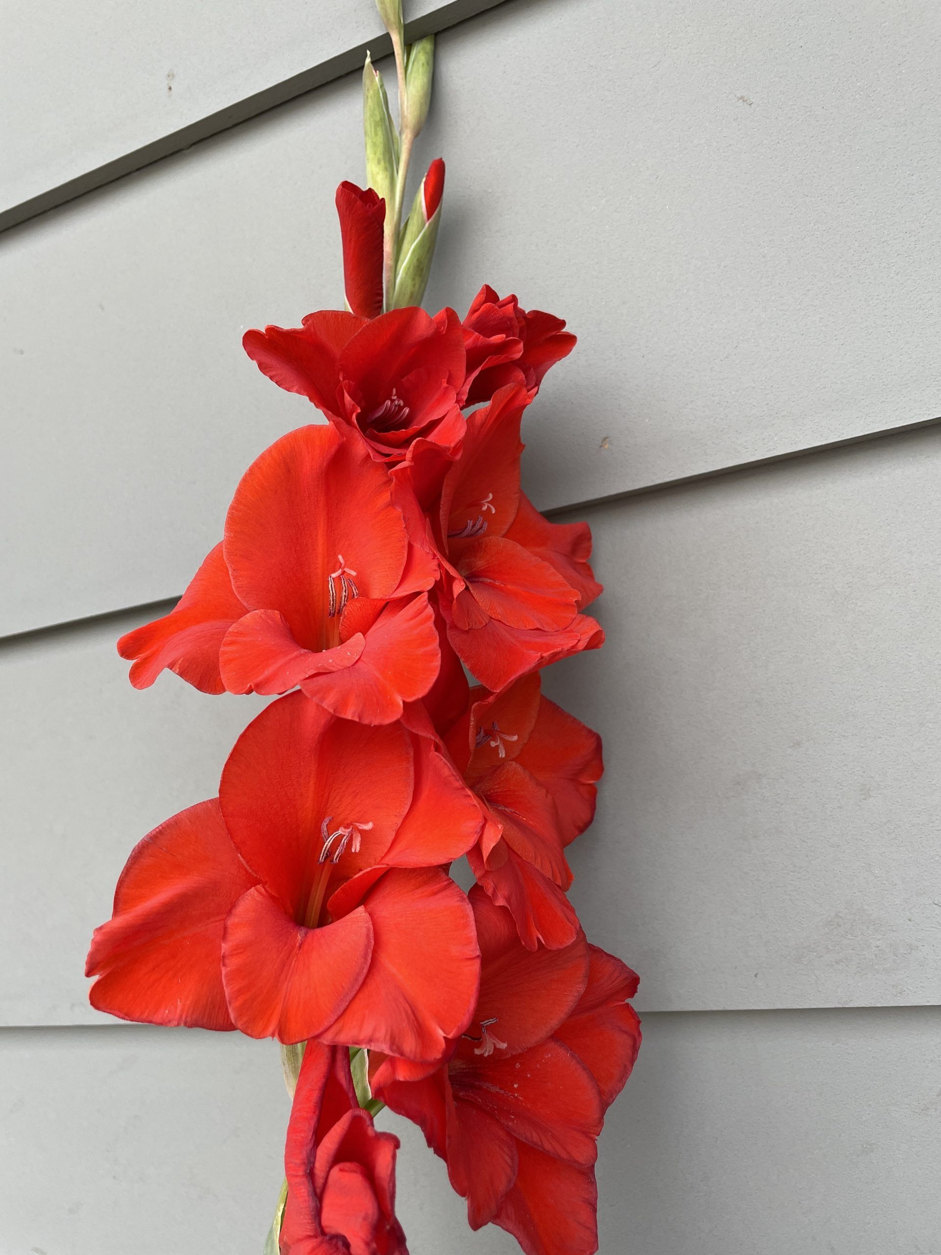 A bunch of red flowers hanging on a wall