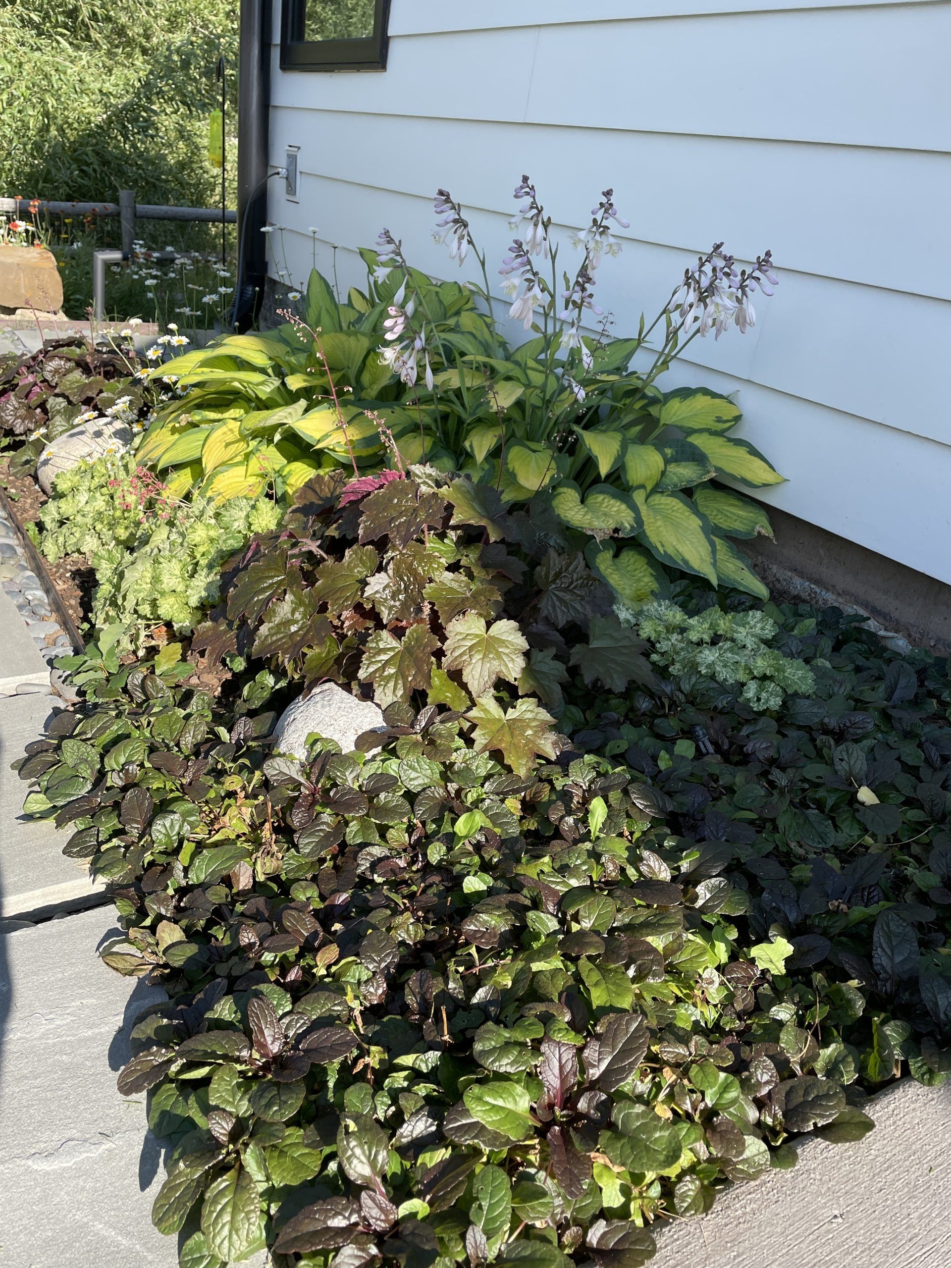 A row of plants growing on the side of a house.