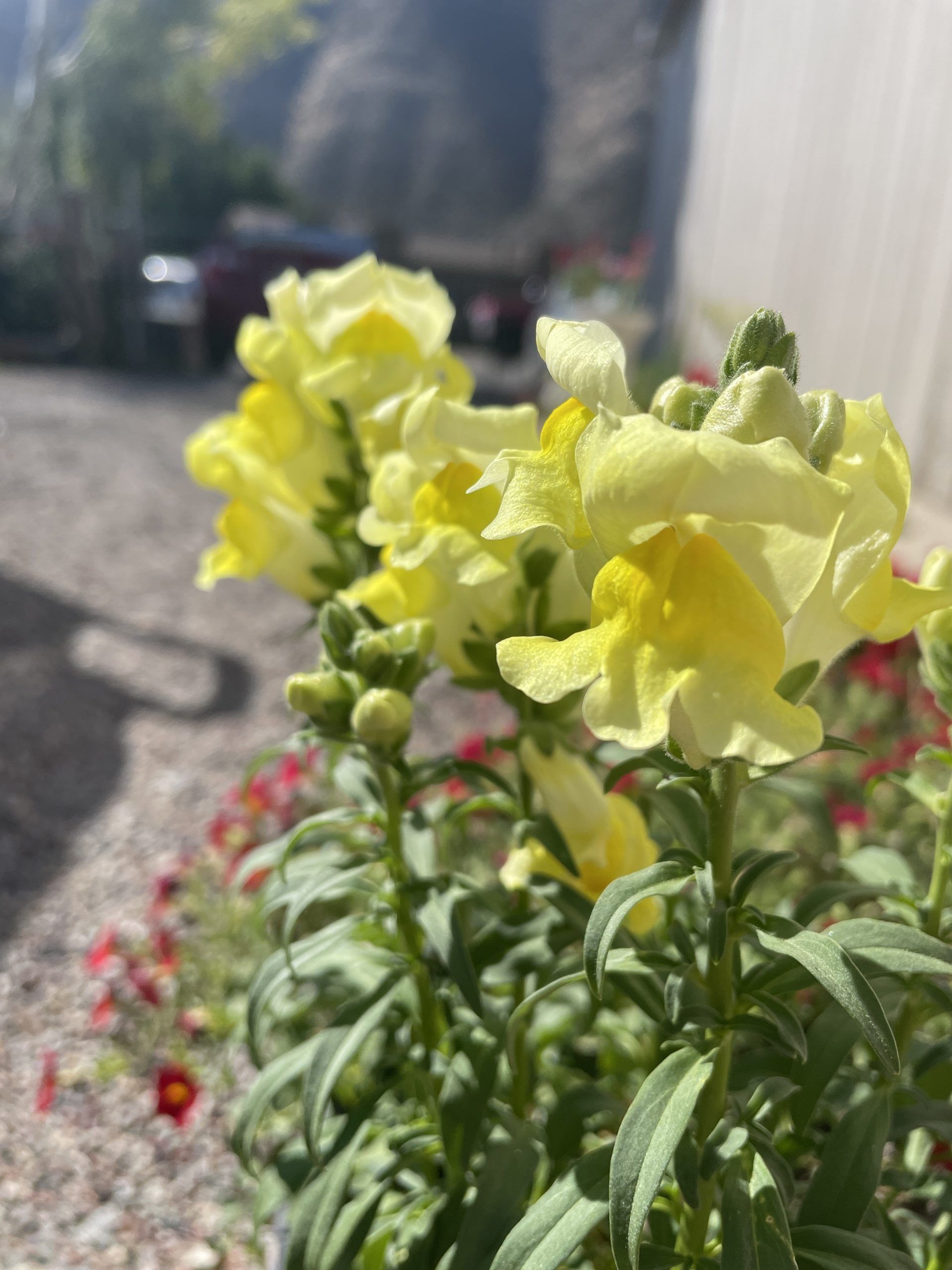 A bunch of yellow flowers are growing in a garden