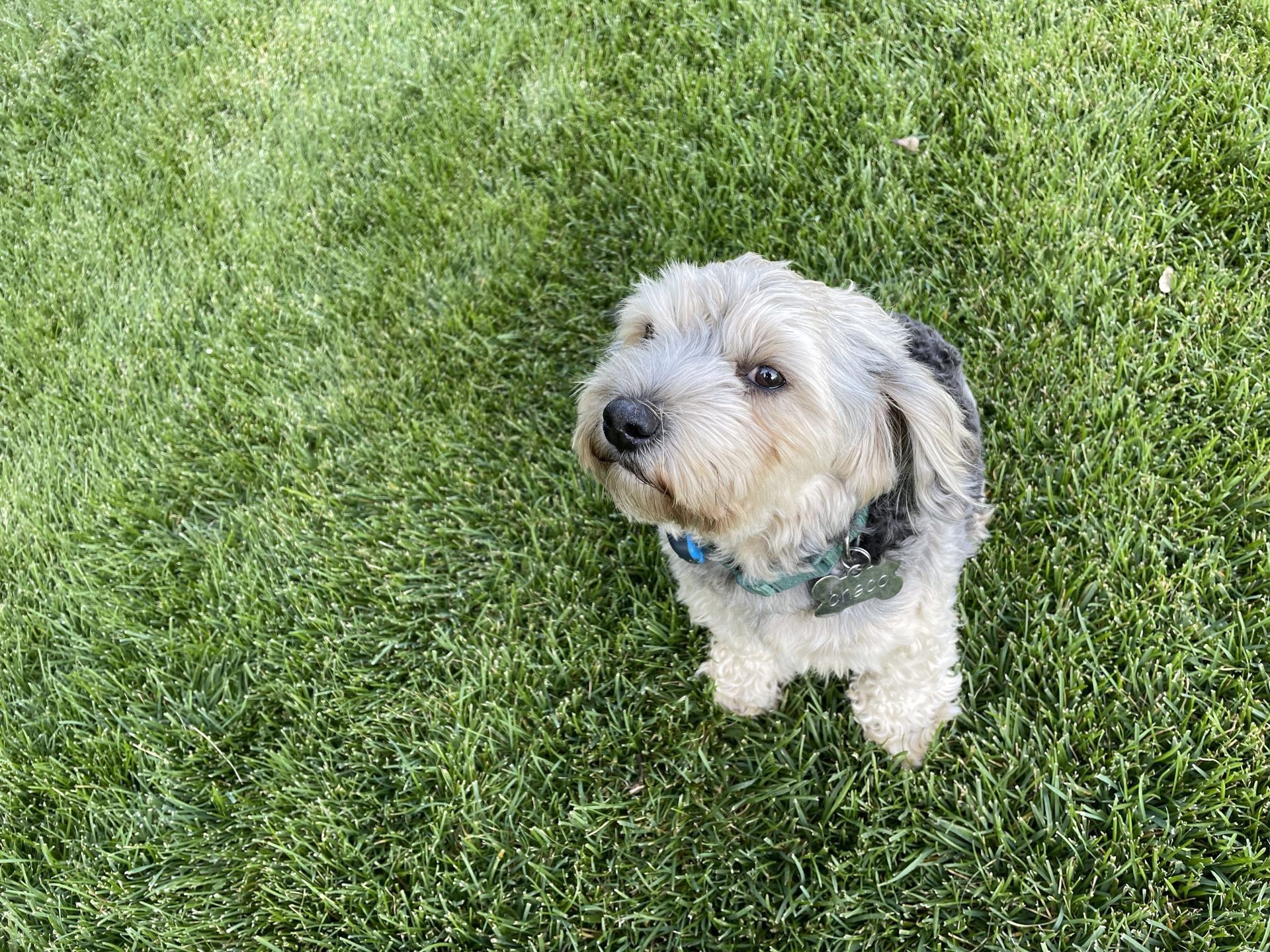 A small white dog is sitting in the grass looking up.
