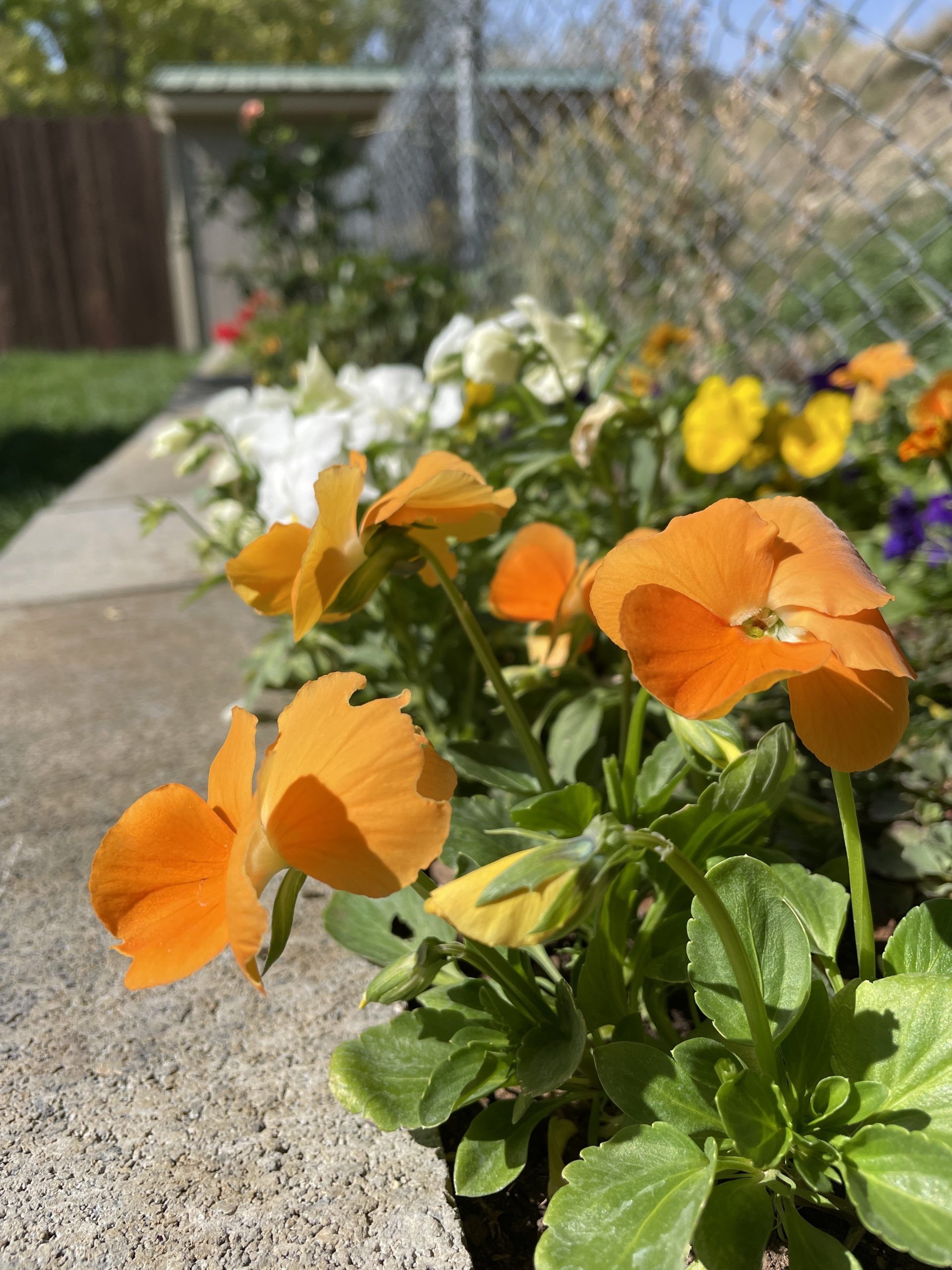 A bunch of orange flowers are growing on a sidewalk.