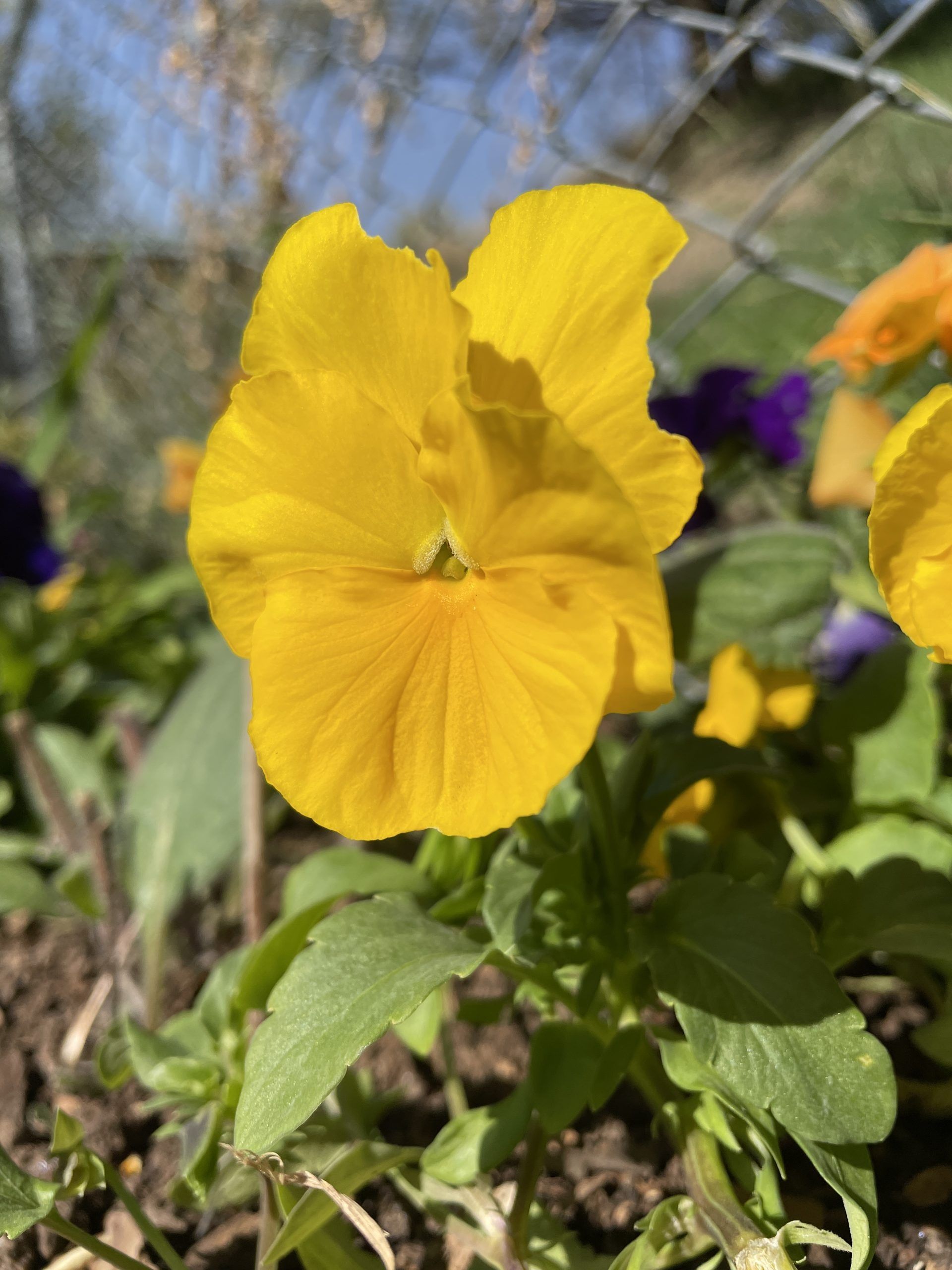 A close up of a yellow flower in a garden