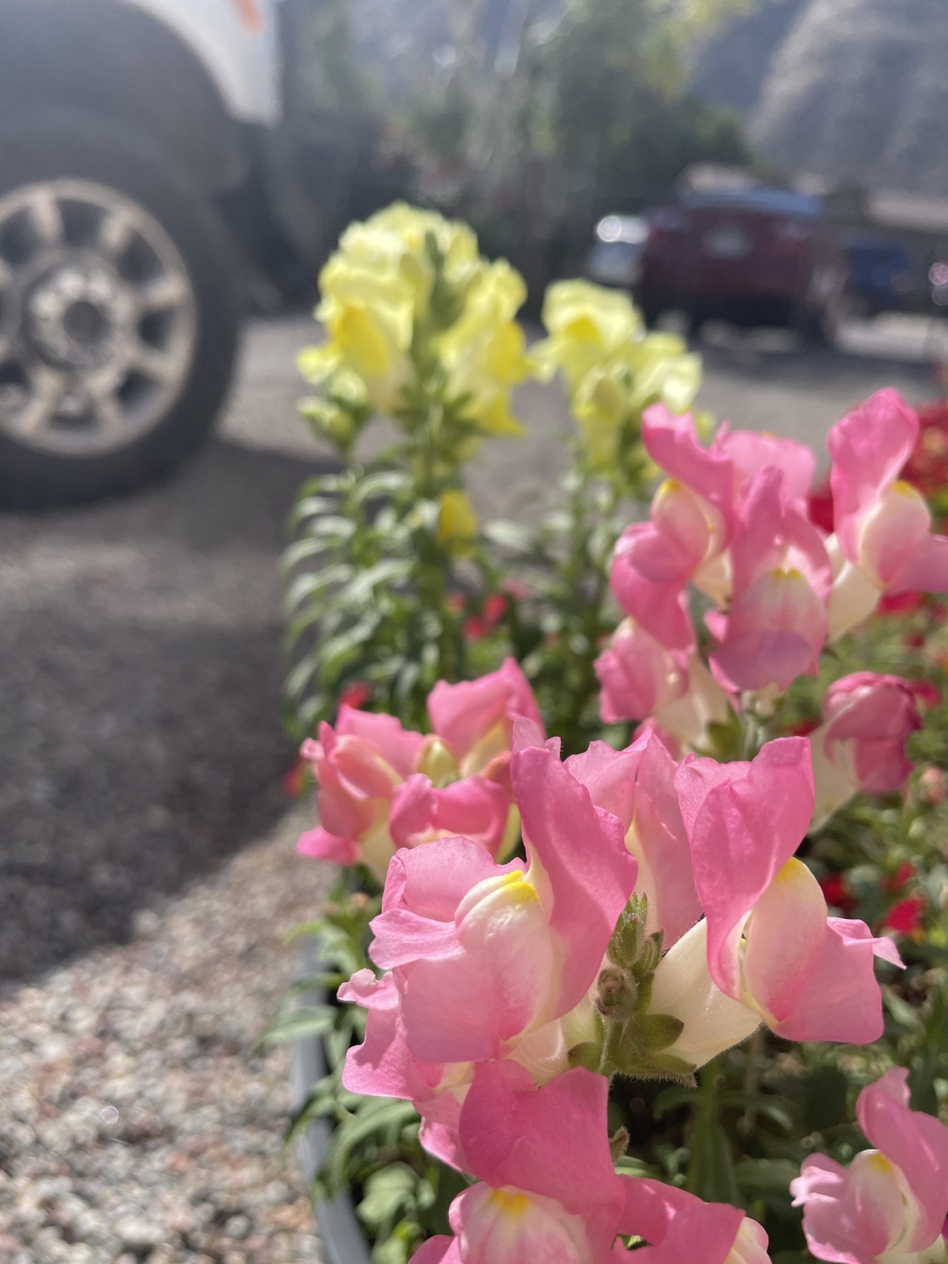 A bunch of pink and yellow flowers with a car in the background