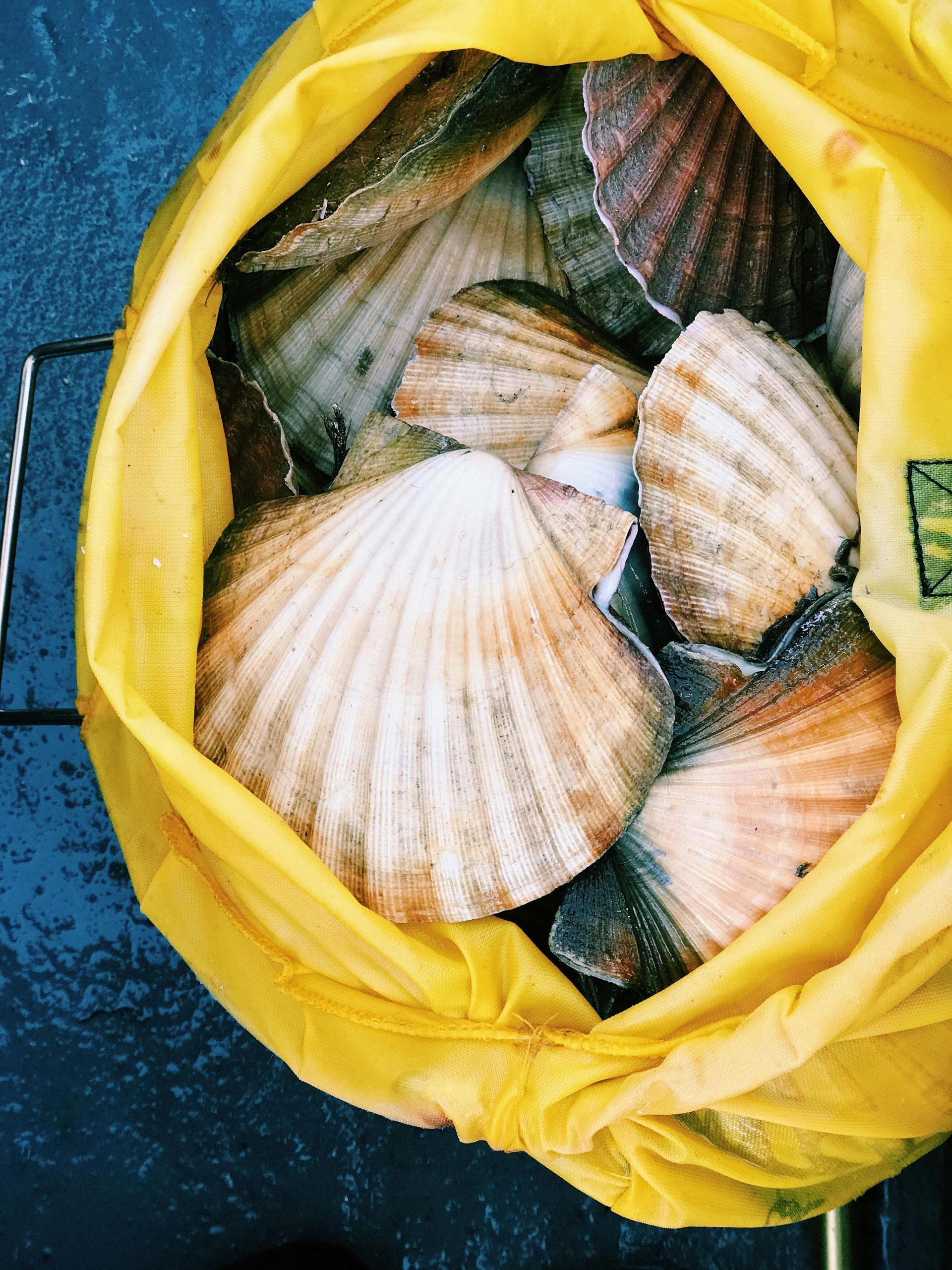 A yellow bag filled with seashells has a sticker on it that says ' ritz '