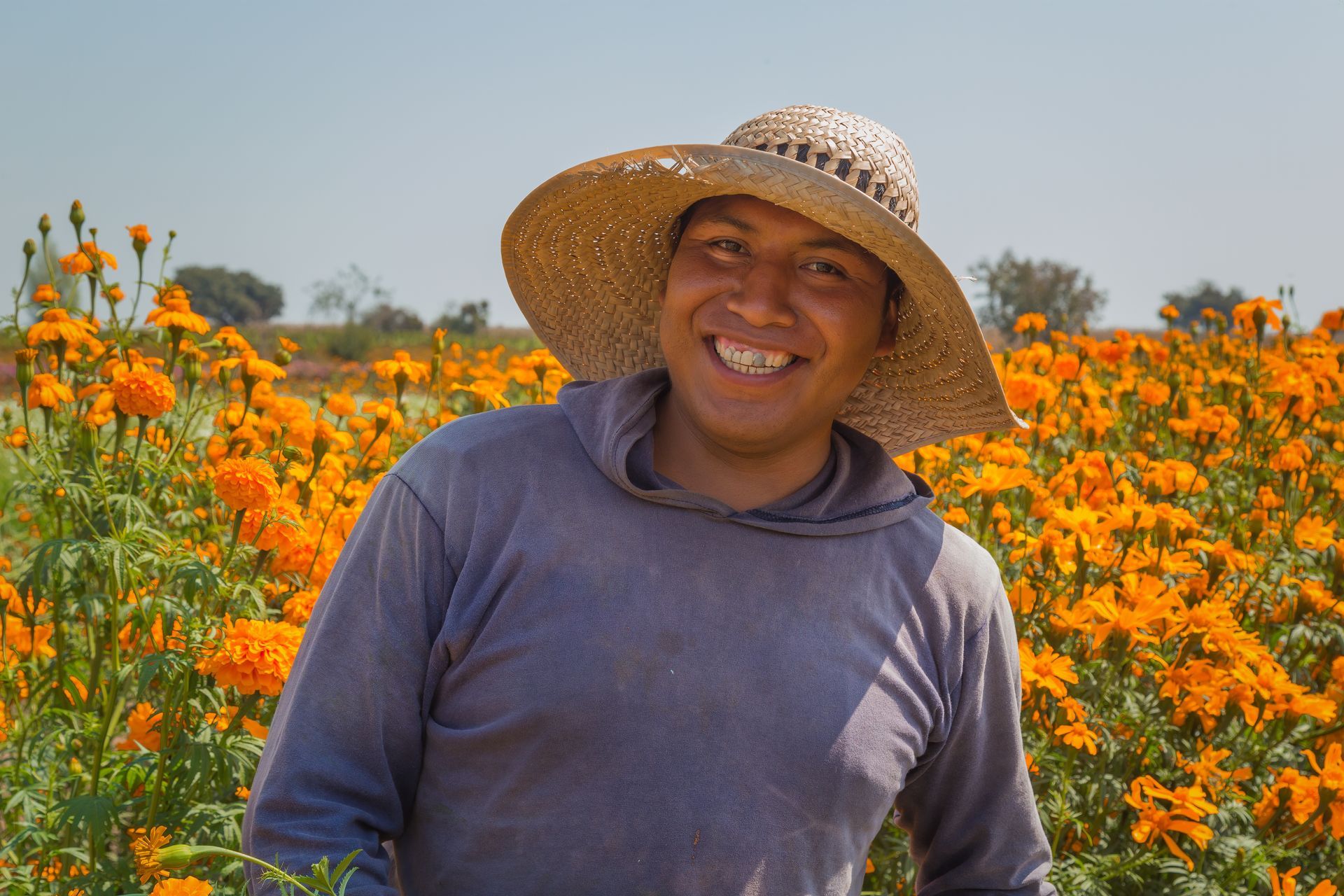 A man wearing a straw hat is standing in a field of orange flowers.