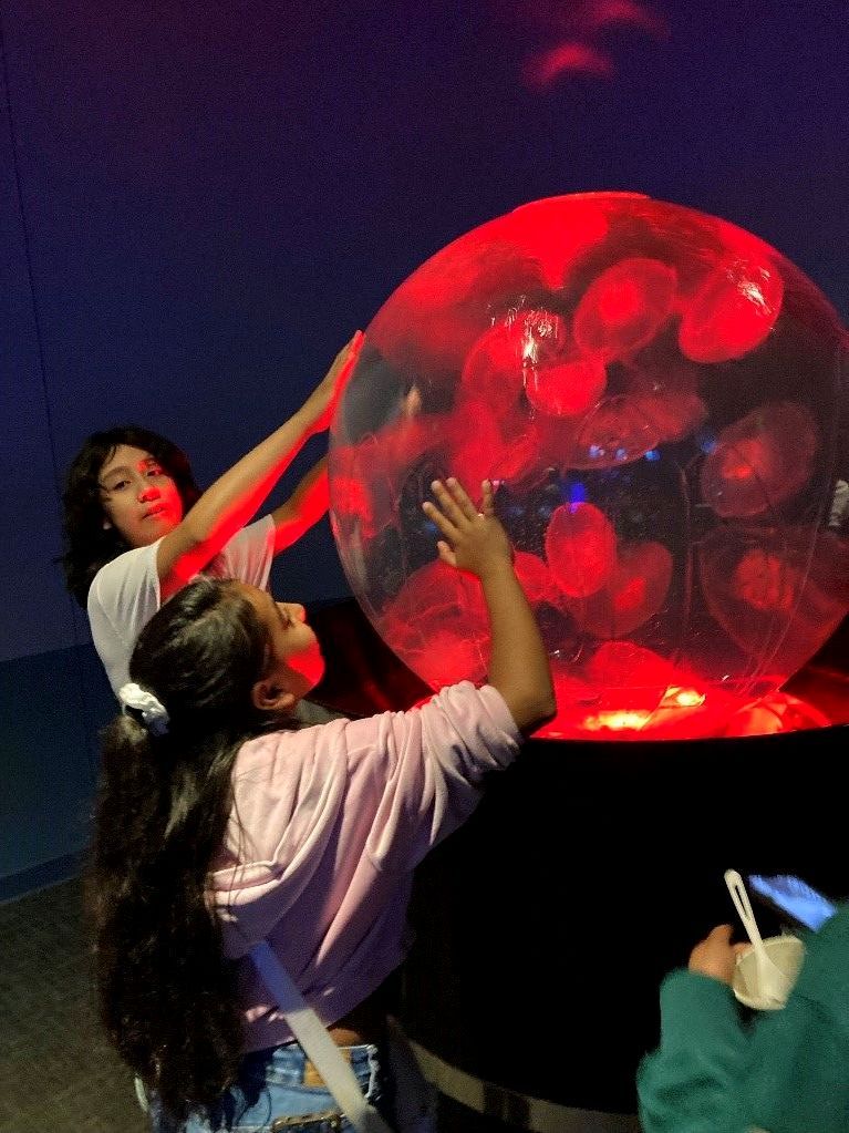 A boy and a girl are looking at jellyfish in an aquarium.