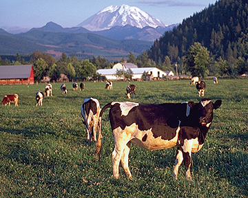 A herd of cows grazing in a field with mountains in the background