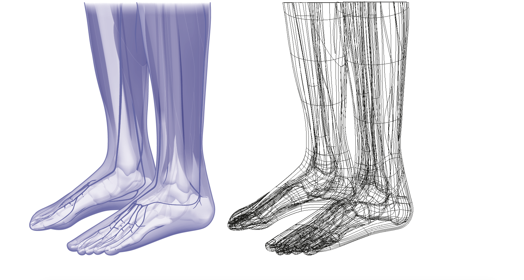 complex vector illustration circulation in lower leg