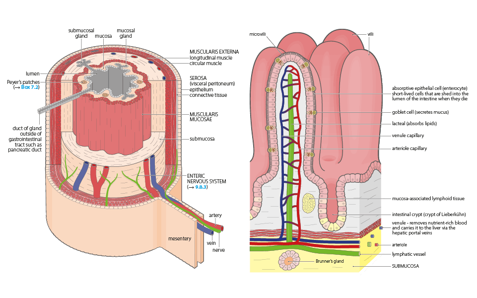 anatomy & physiology illustrations vessels structures