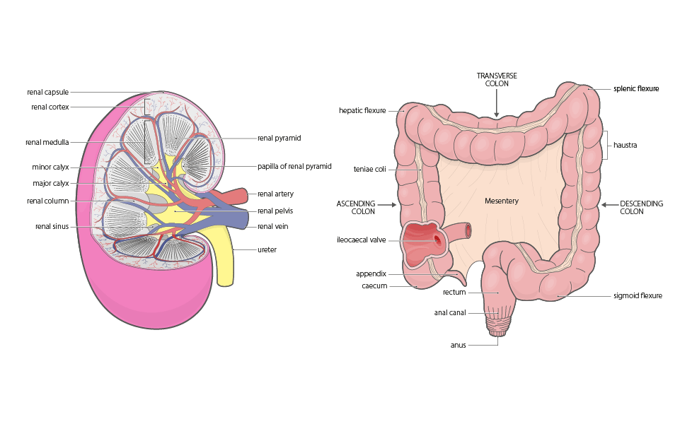 anatomical structures kidney colon illustration