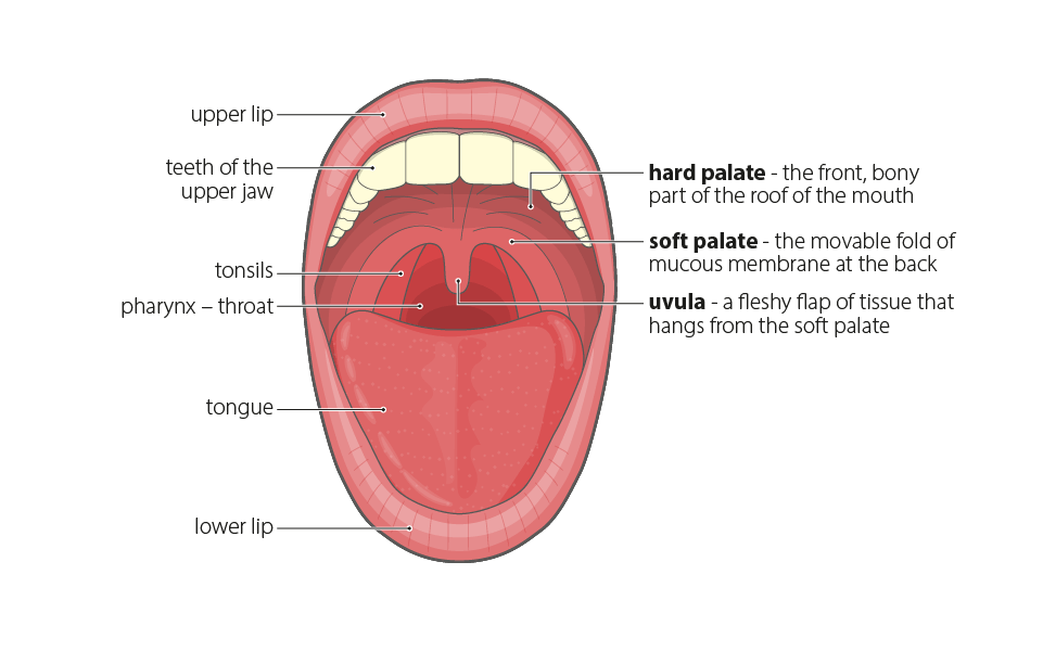 anatomy & physiology illustrations mouth & tongue