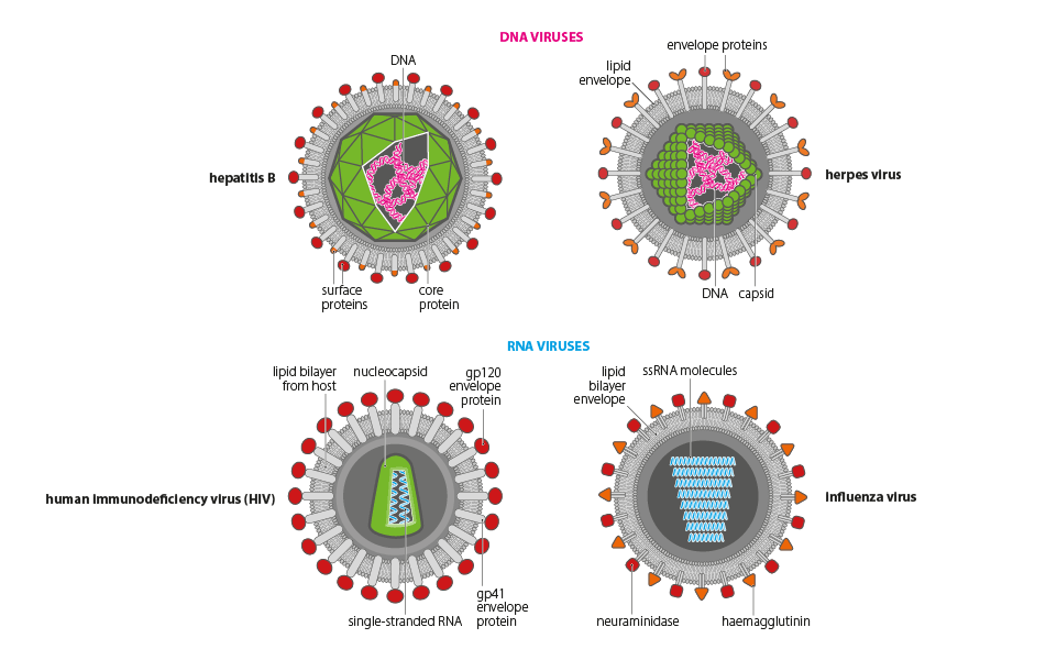 anatomy & physiology illustrations viruses virions