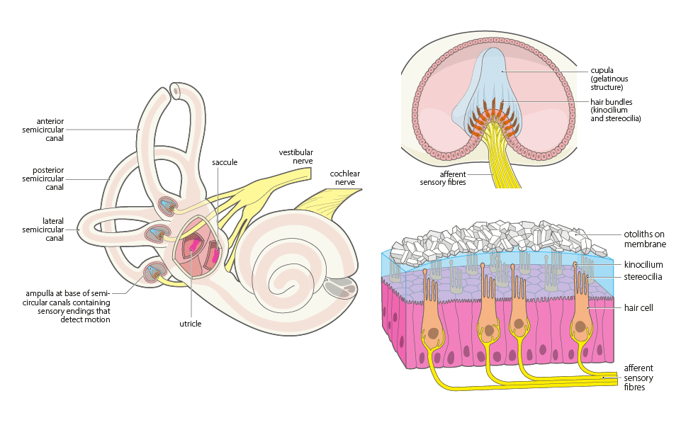 anatomy & physiology illustrations inner ear structures