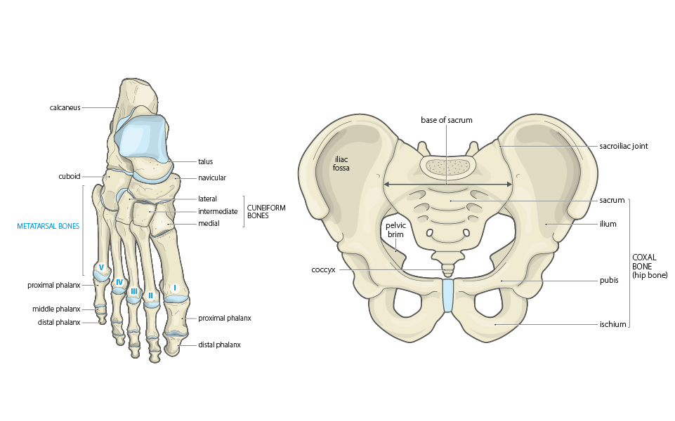 anatomy & physiology illustrations foot pelvis bones