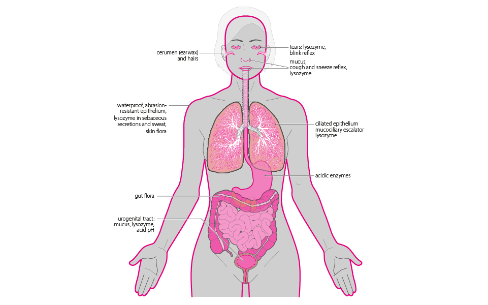 barriers to infection illustration