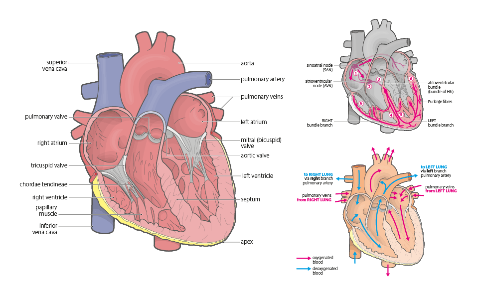 anatomy & physiology heart illustration