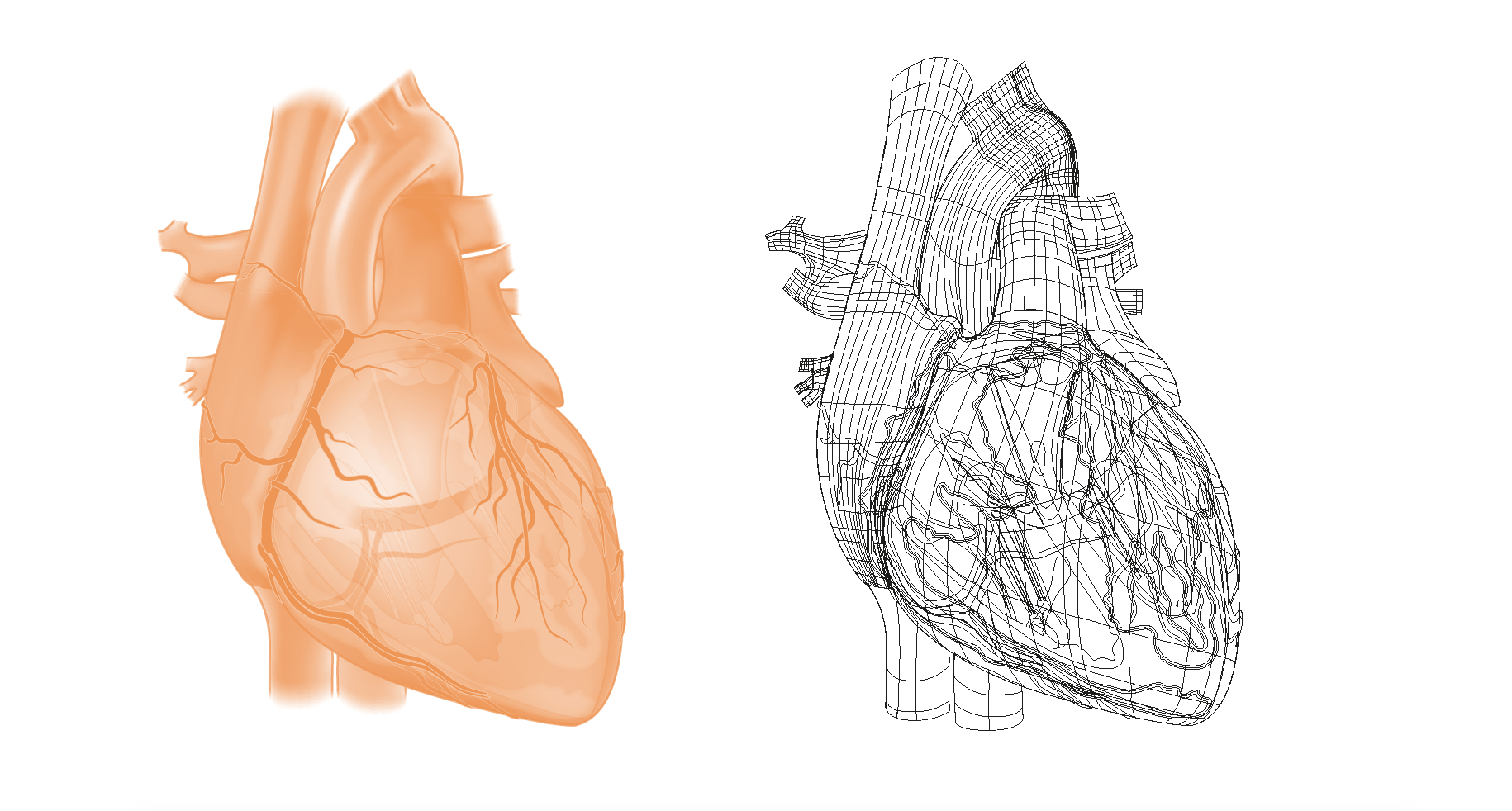 complex vector illustration heart circulation