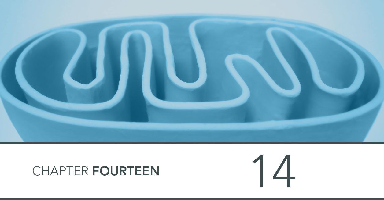 image of mitochondrion from modelling clay plasticine