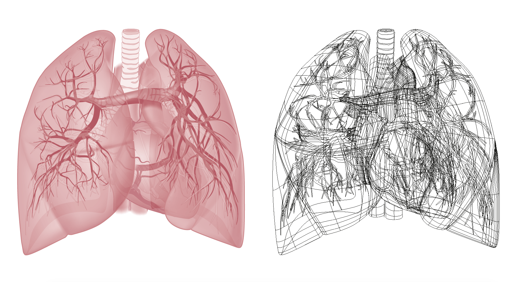 complex vector illustration lungs circulation