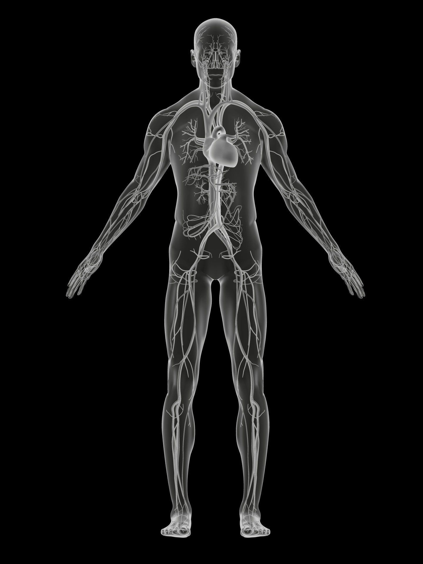 complex vector illustration human circulation