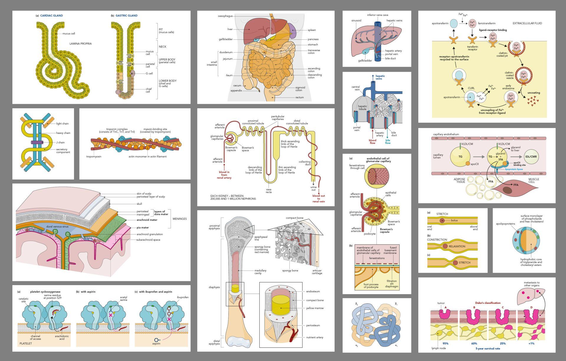 Clinical Chemistry illustrations