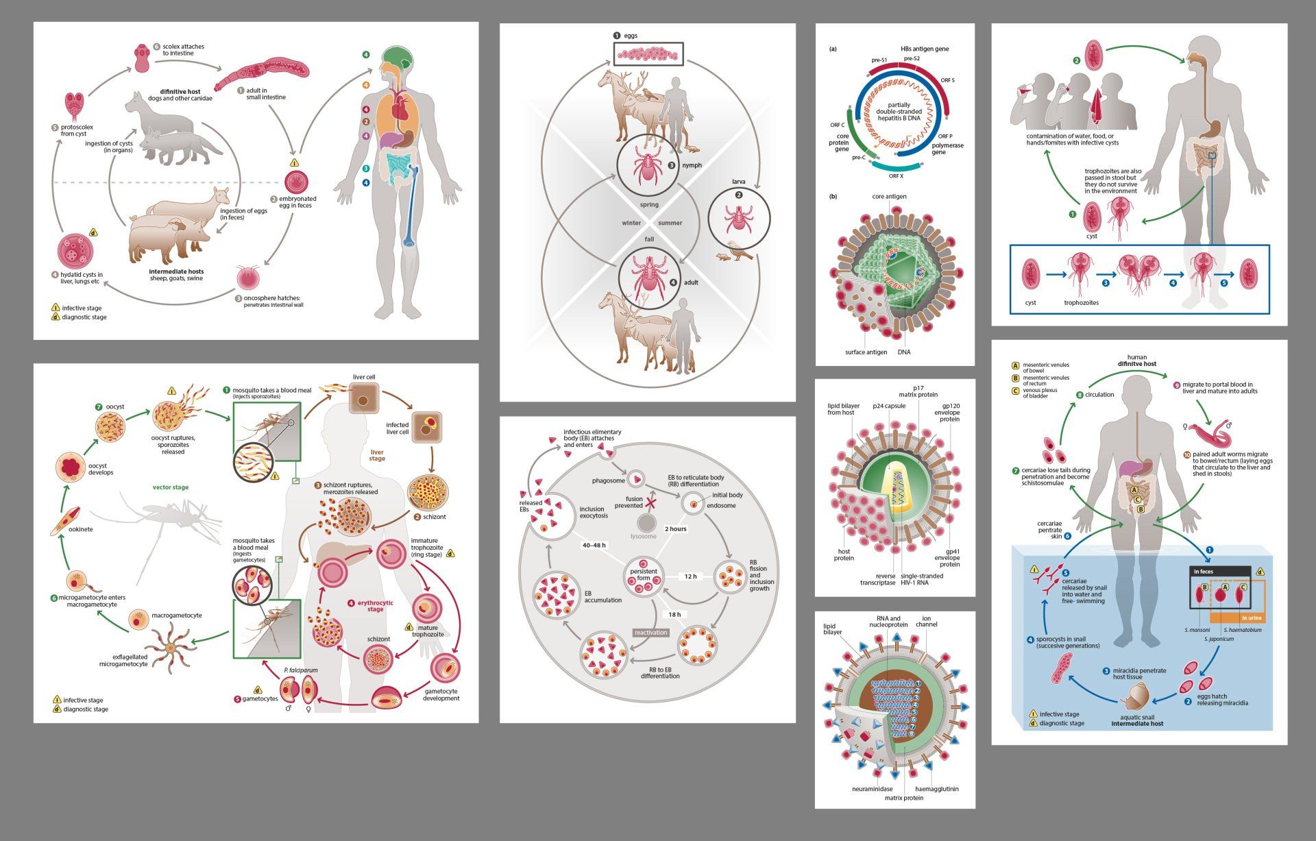 Infectious Disease illustrations