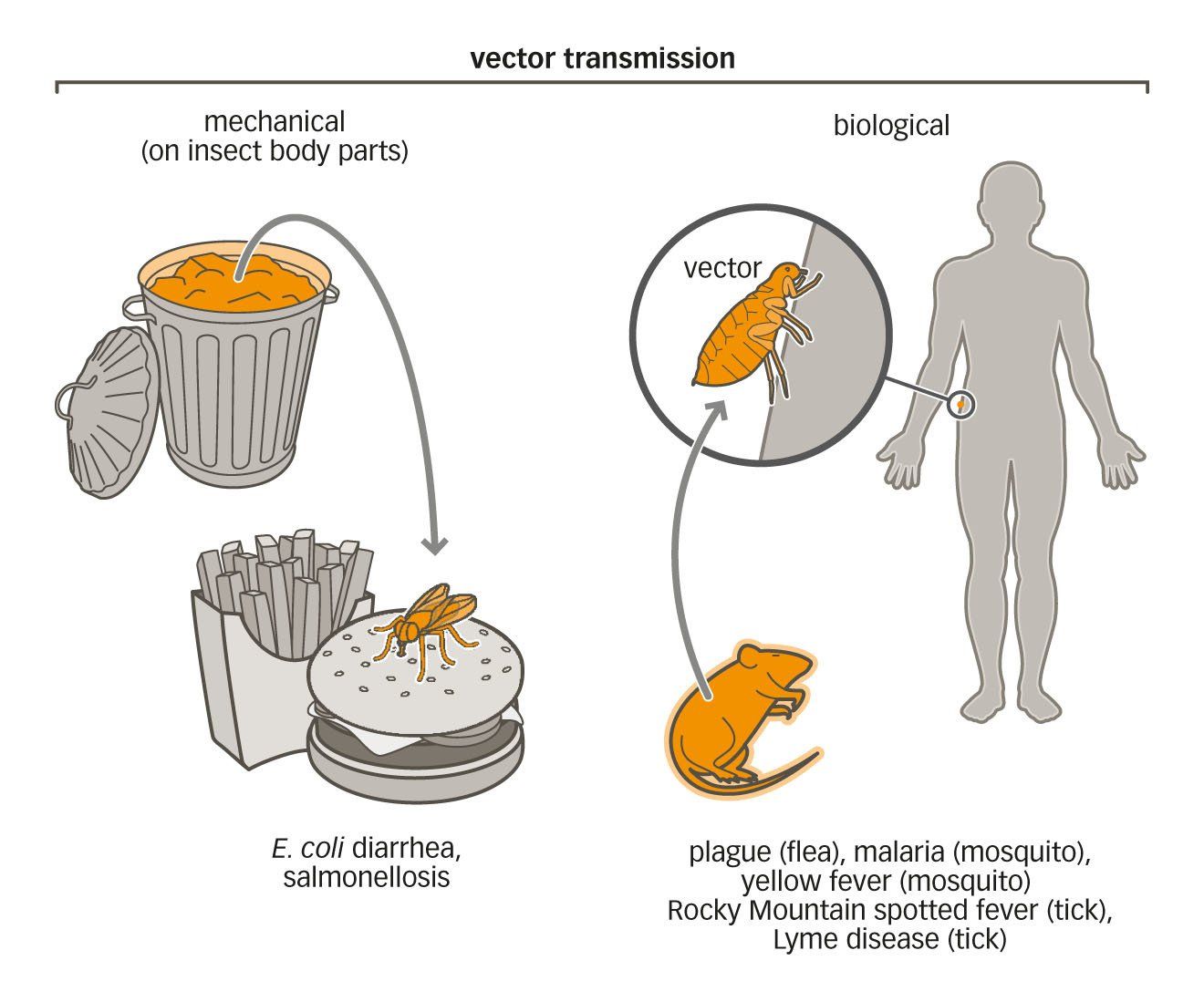 vector transmission microbiology graphic illustration style
