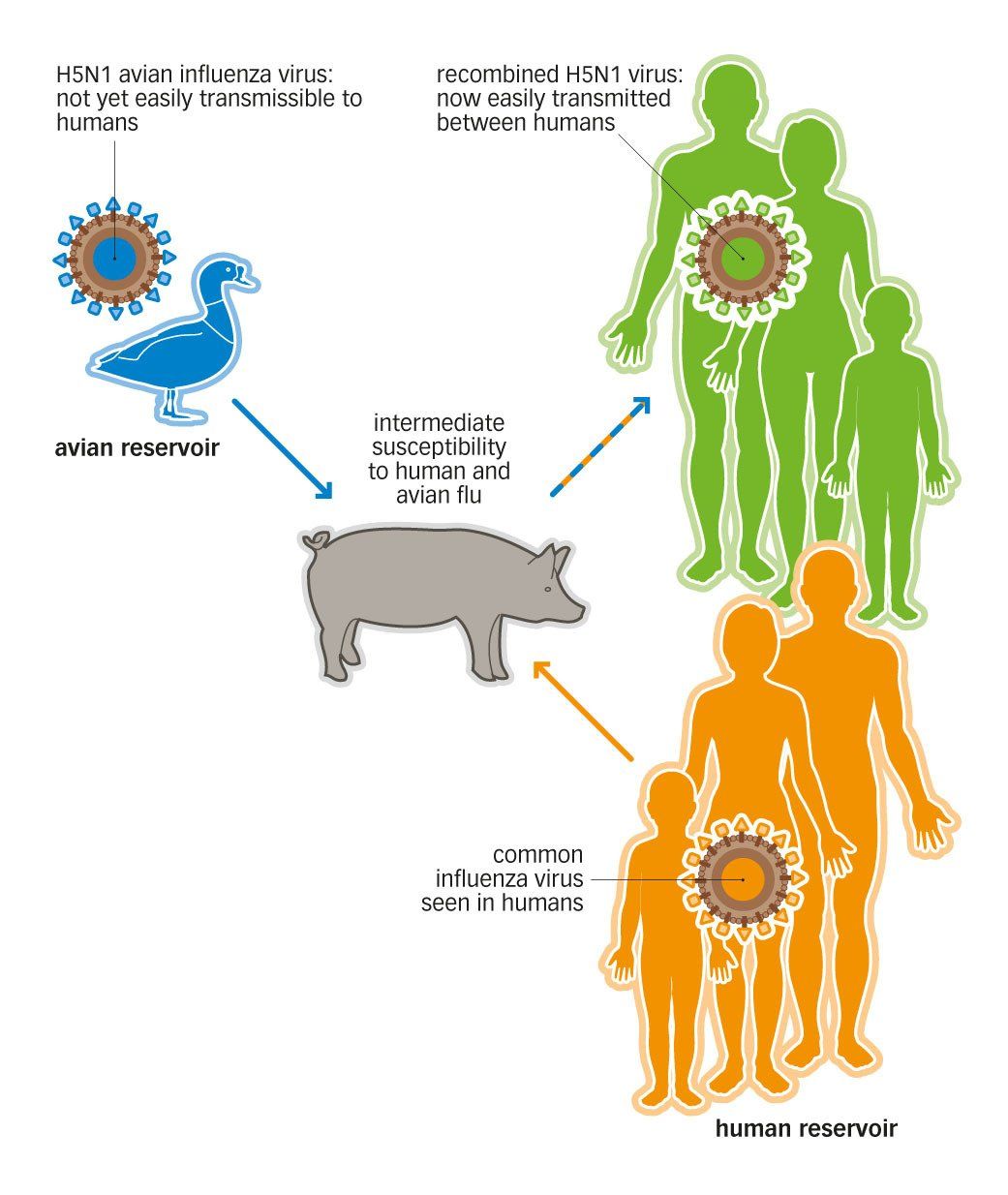 avian flu microbiology graphic illustration style