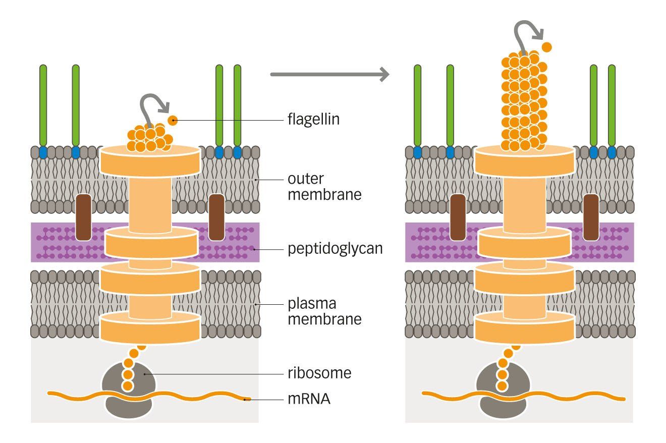 flagellum microbiology graphic illustration style