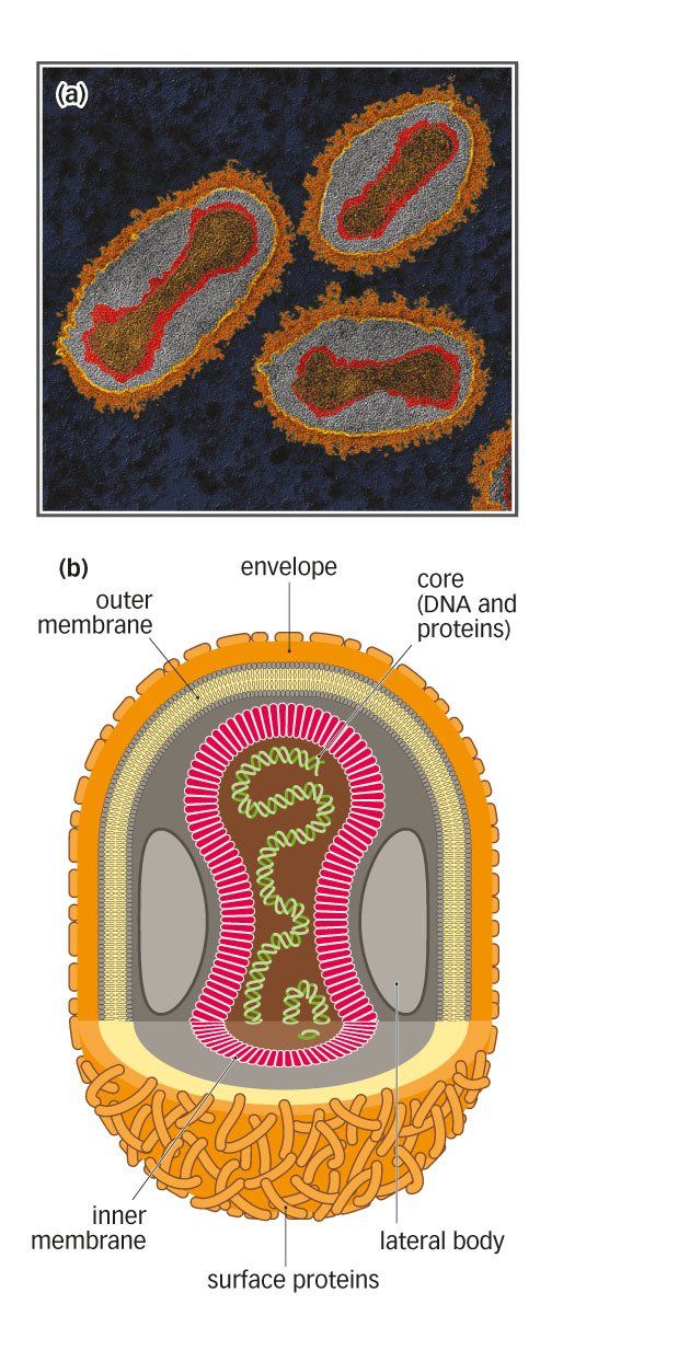 virus structure microbiology graphic illustration style