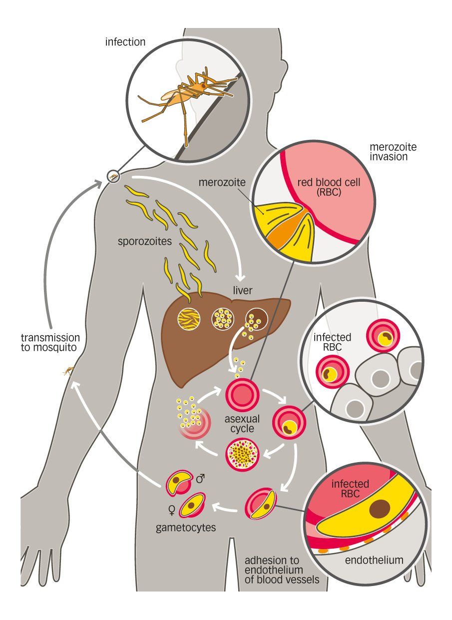 malaria lifecycle microbiology graphic illustration style