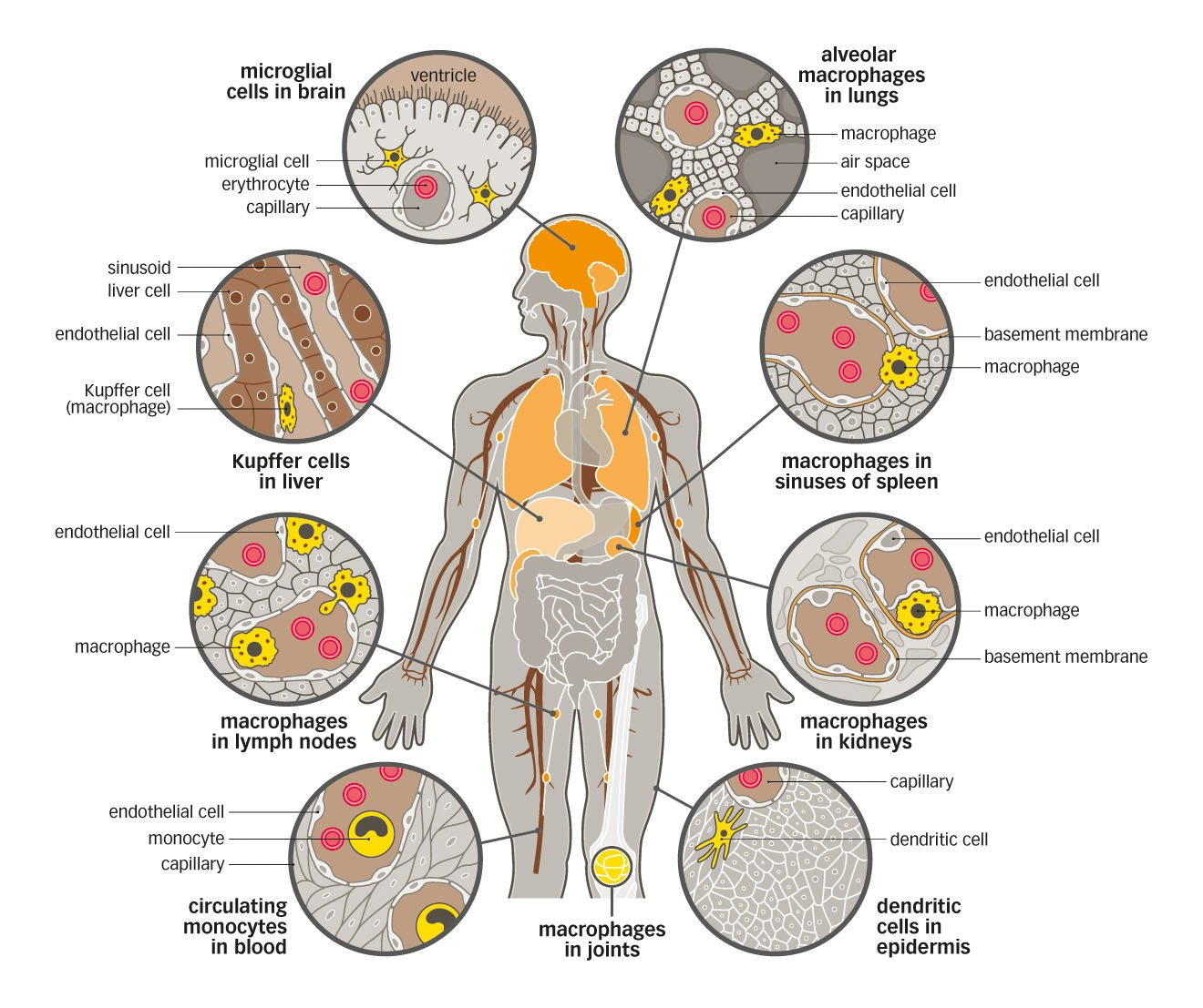 macrophages microbiology graphic illustration style