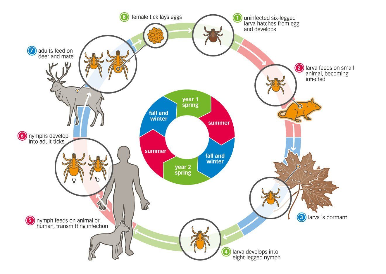 pathogen lifecycle microbiology graphic illustration style
