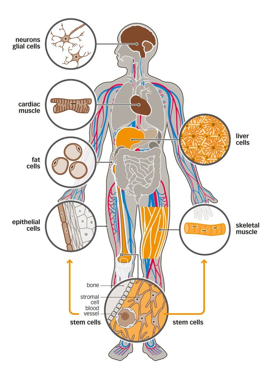 tissues microbiology graphic illustration style