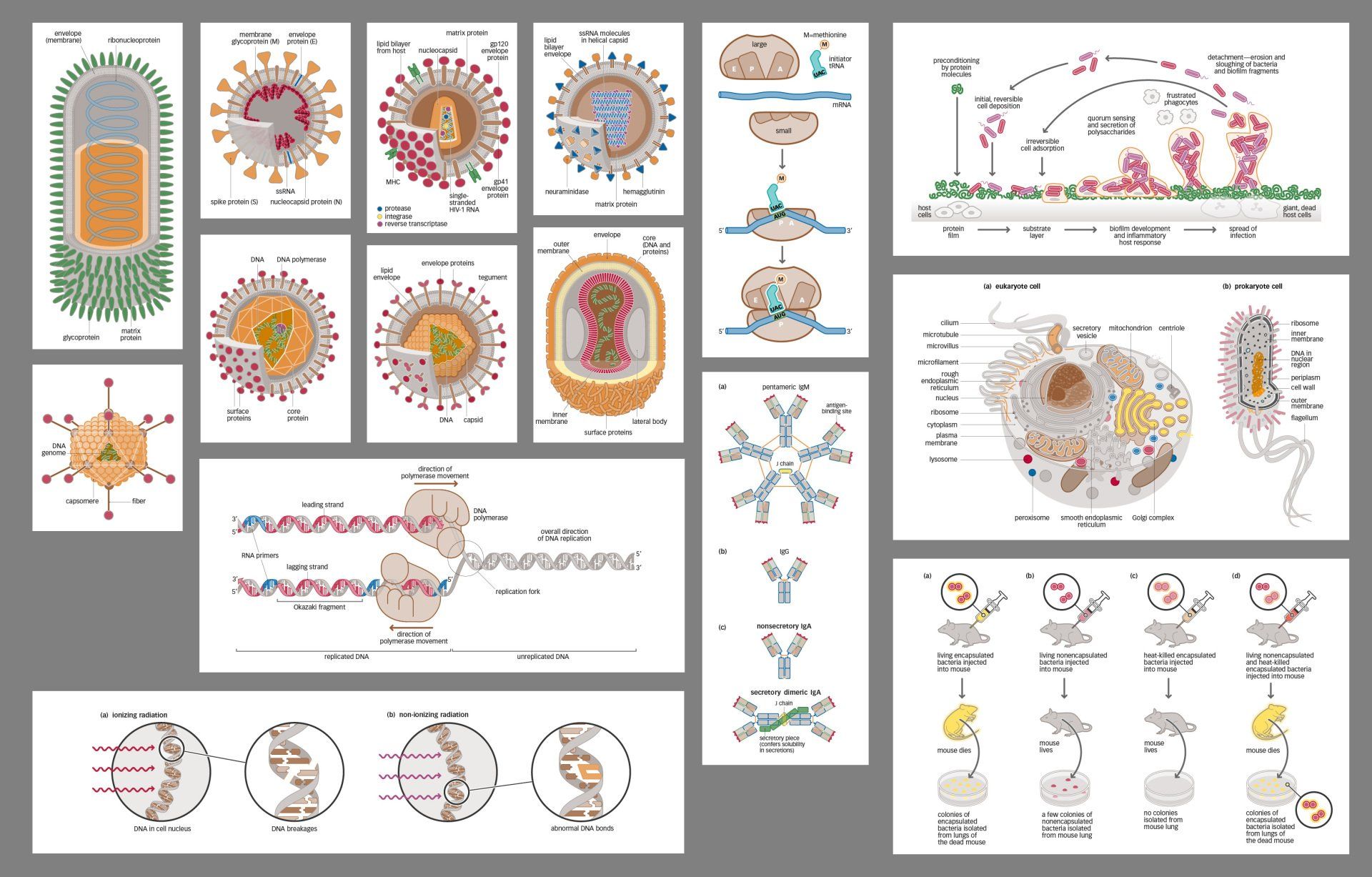 Microbiology illustrations