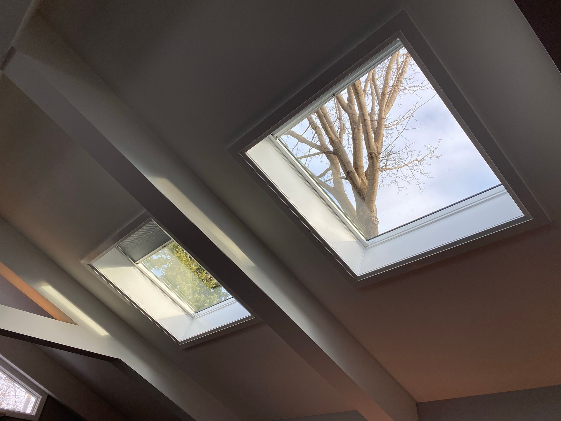 a tree is visible through a skylight in the ceiling