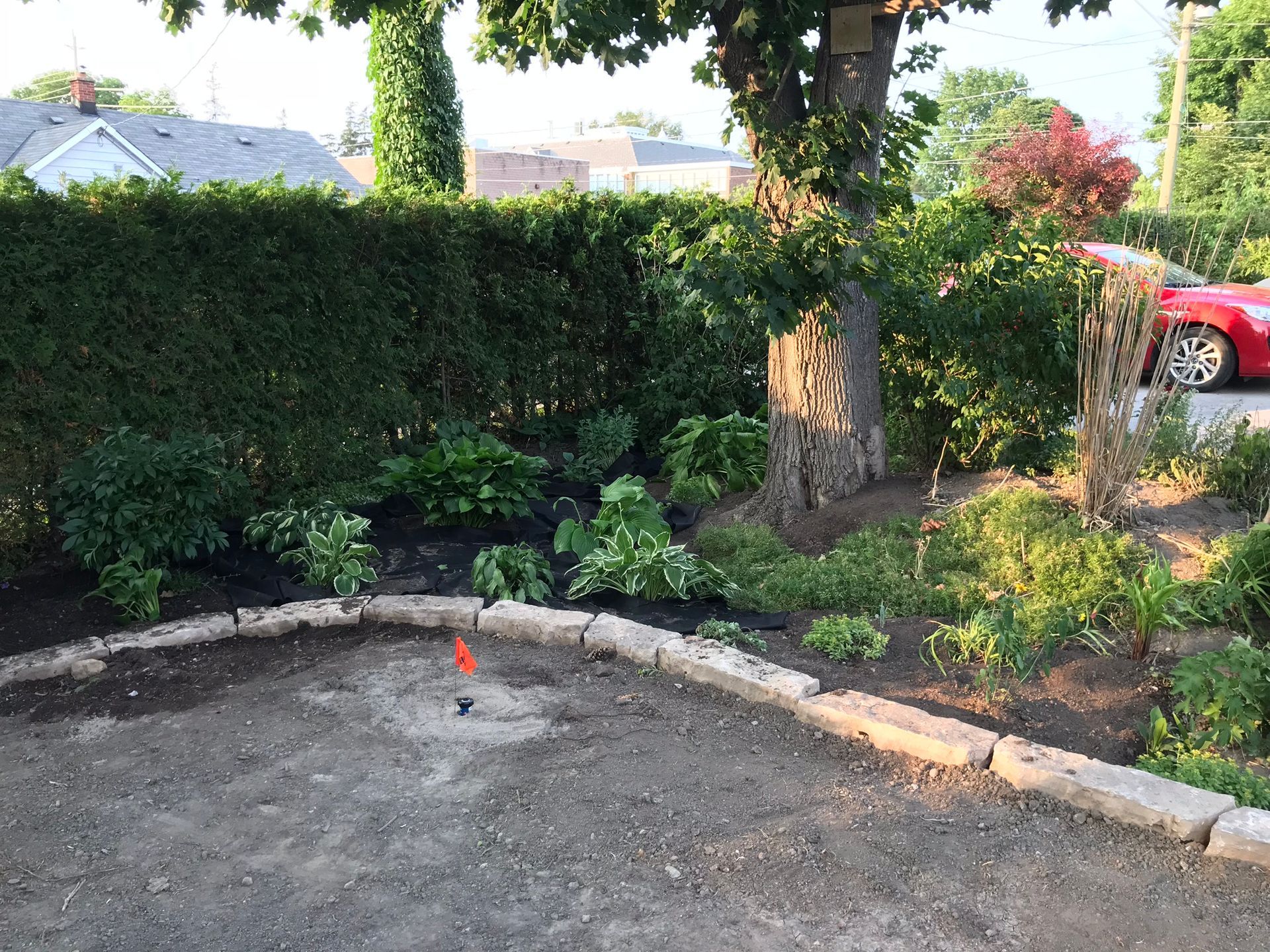 a red car is parked in a driveway next to a lush green hedge .