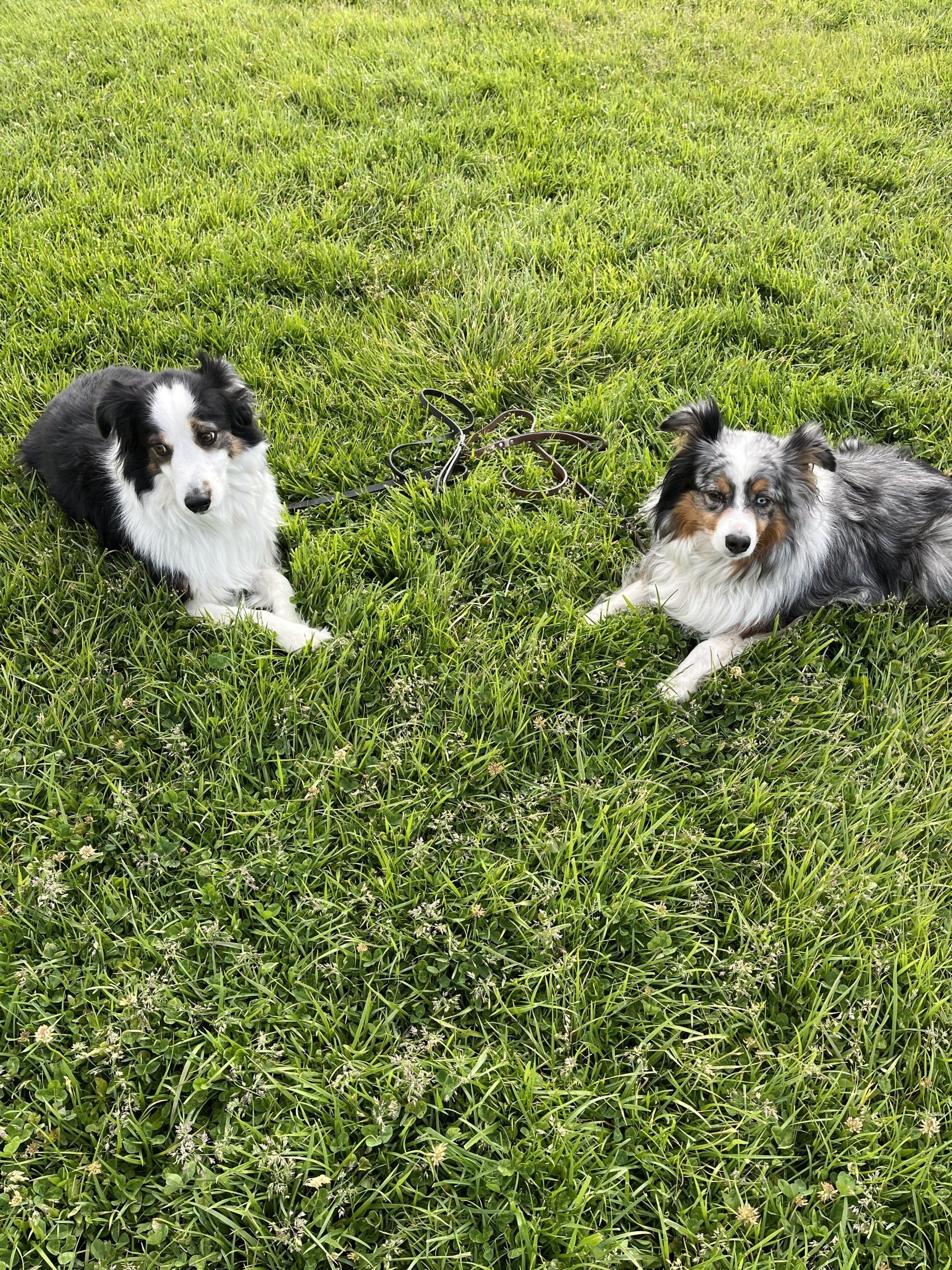 Reno Dog & Puppy Training Near Me