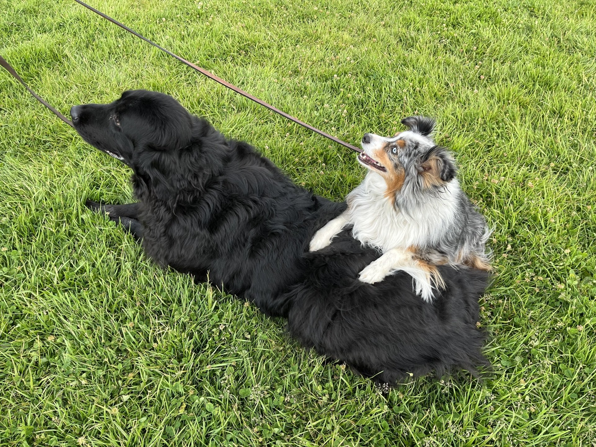 Reno Dog & Puppy Training Near Me