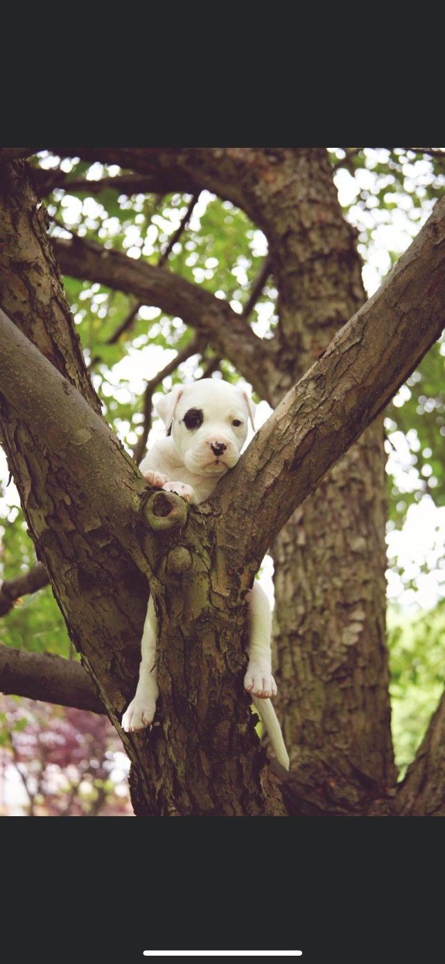 Reno Dog & Puppy Training Near Mee