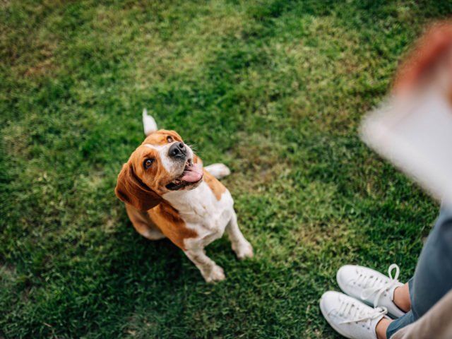 Reno Dog & Puppy Training Near Me