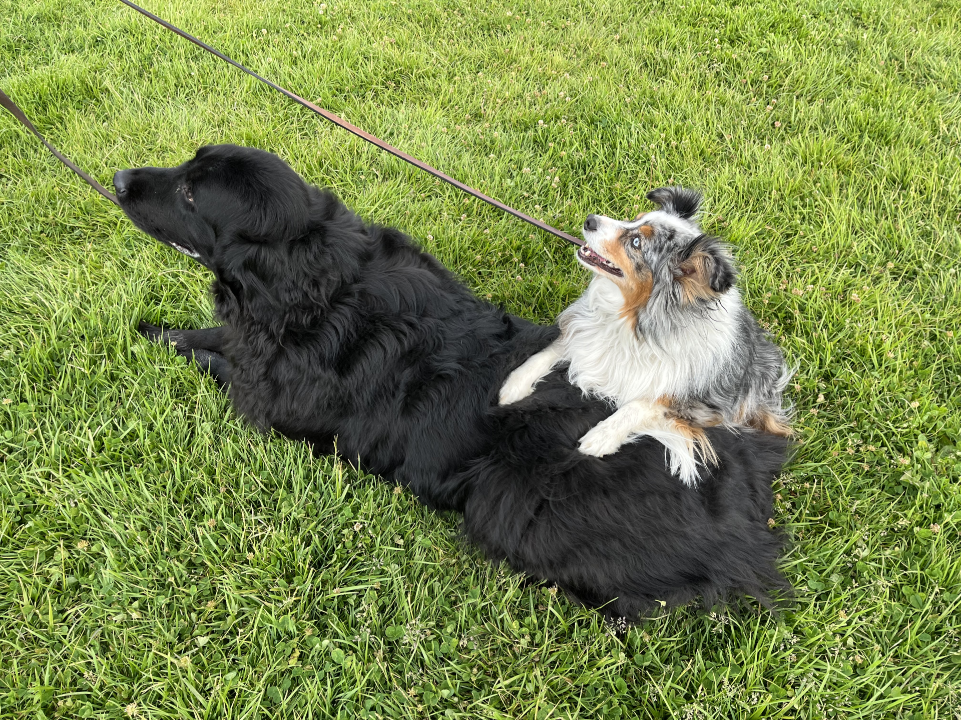 Reno Dog & Puppy Training Near Me