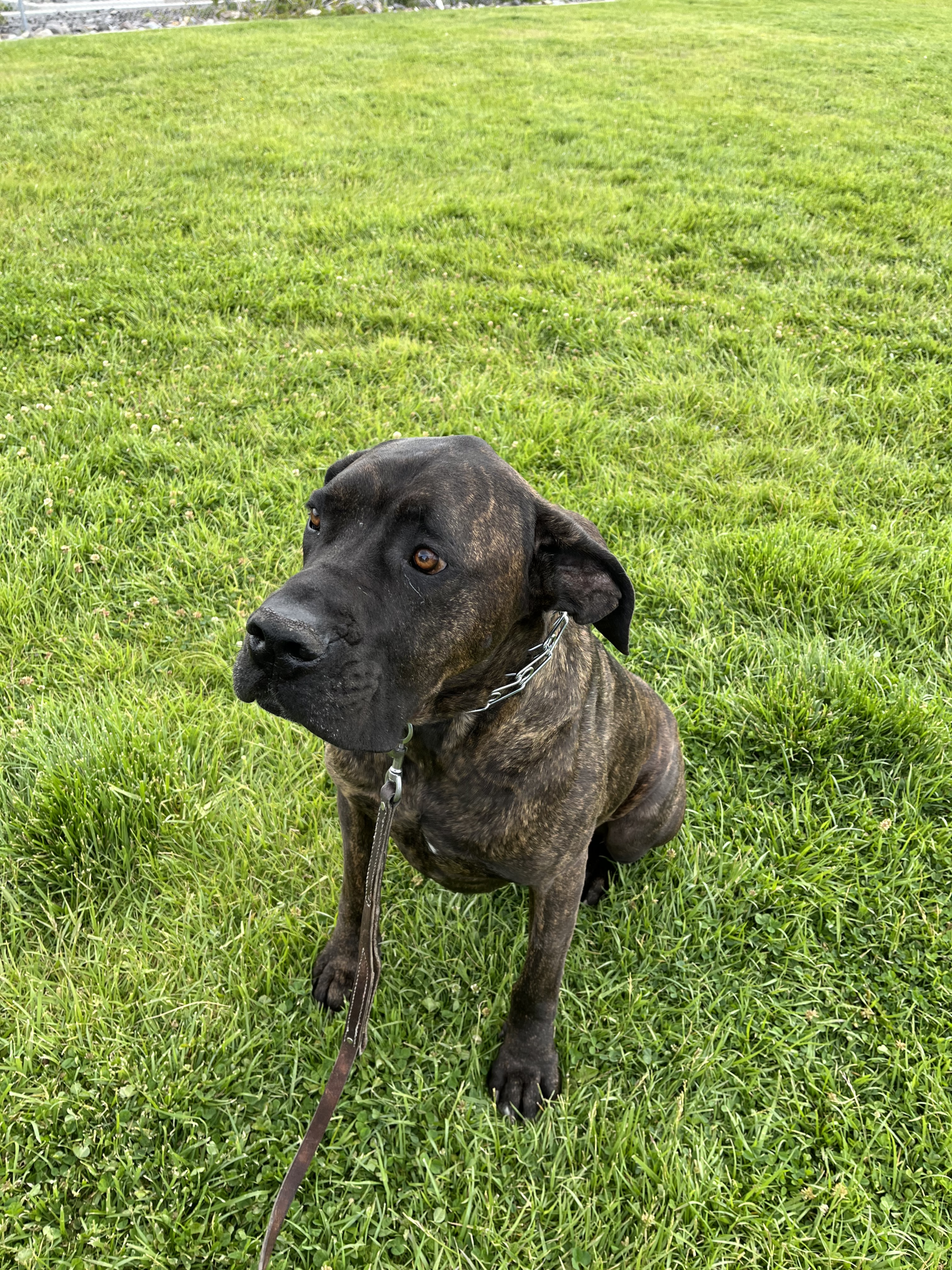 Reno Dog & Puppy Training Near Me