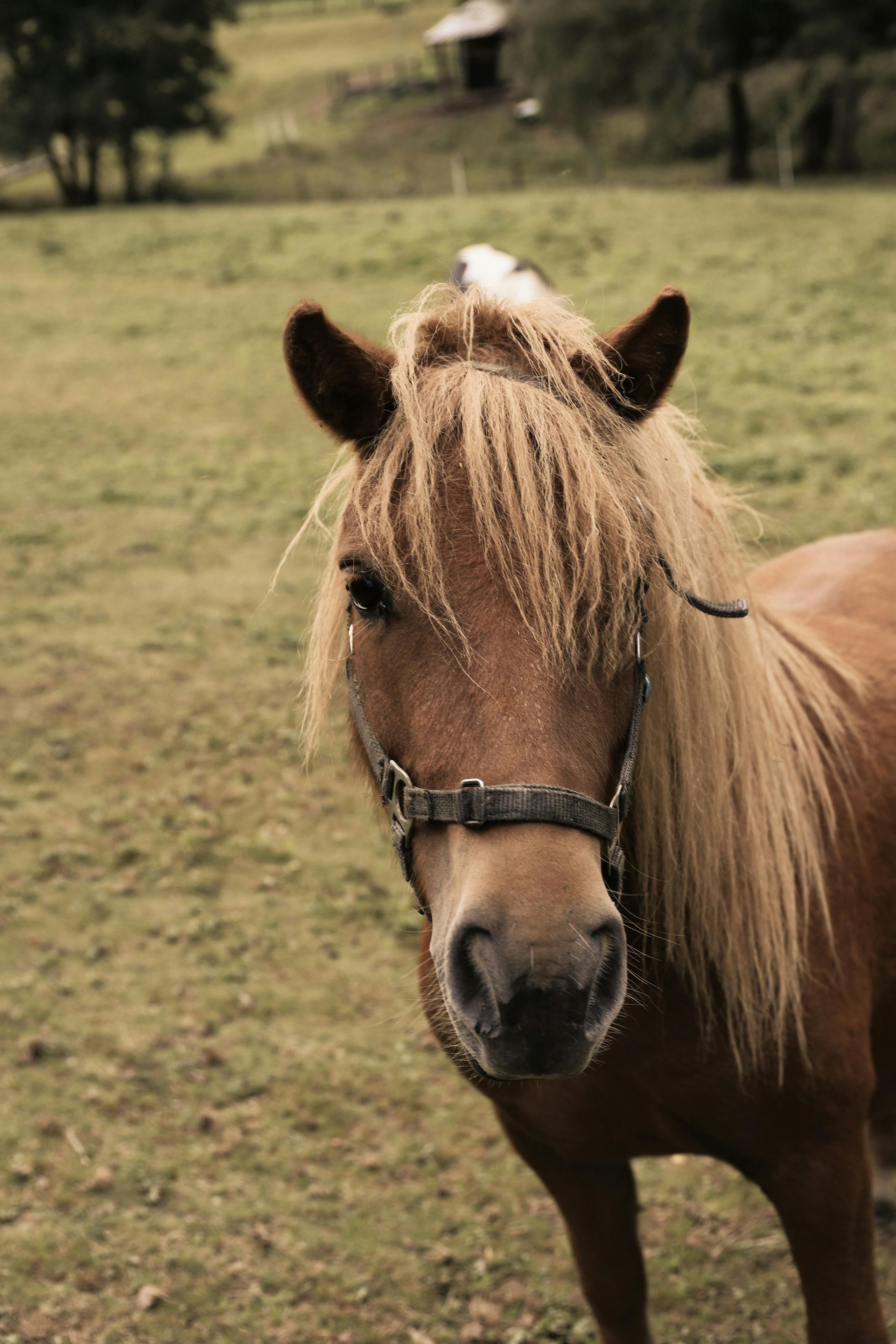 Exploring Horse Behaviour