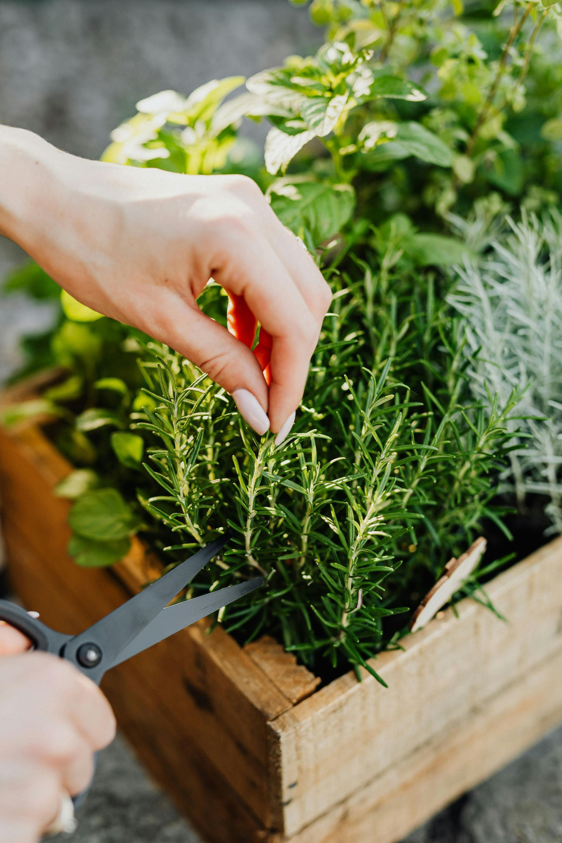 Monthly Herb Workshop