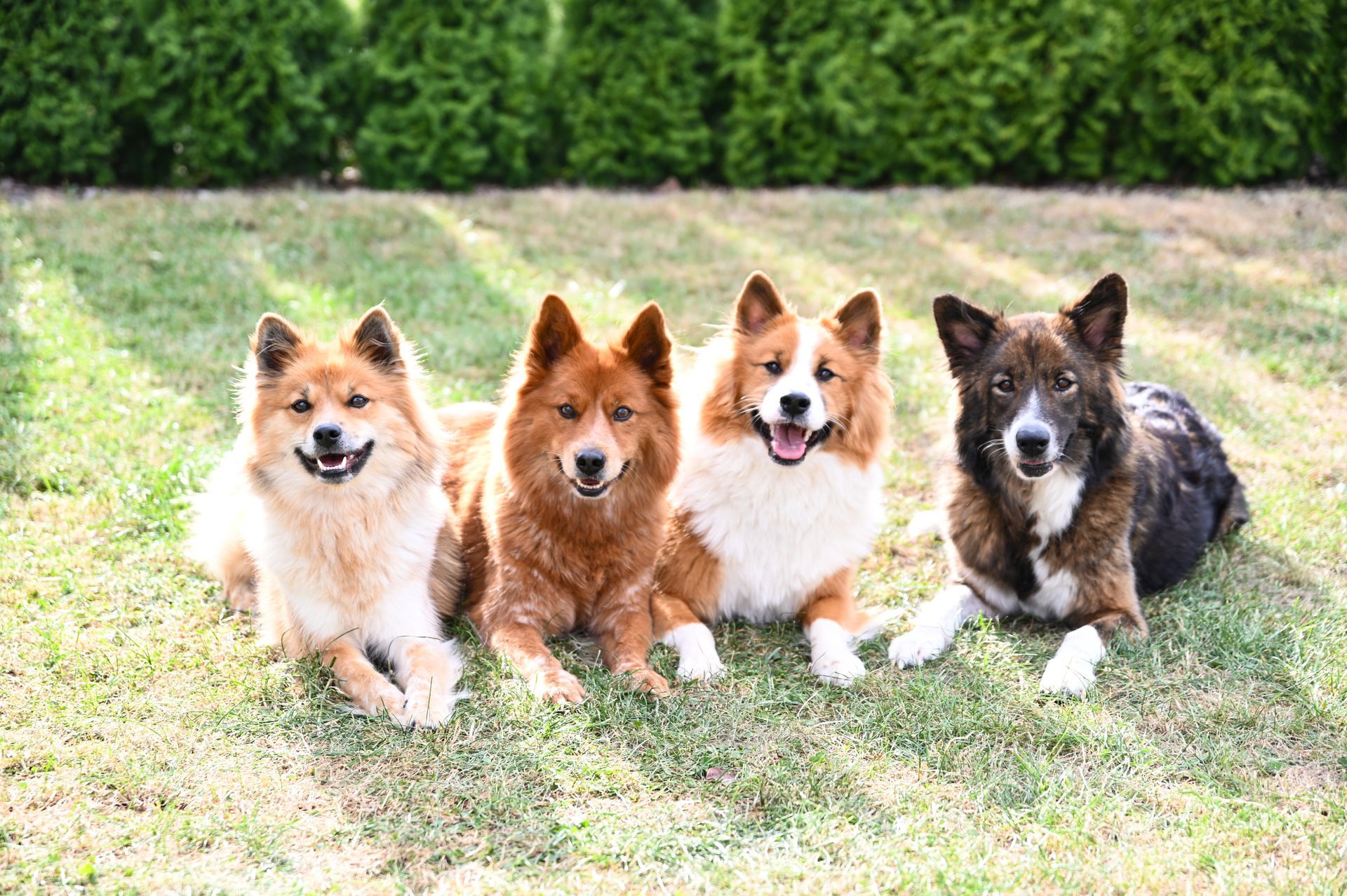 Foto Shooting mit dem besten Freund dem Hund | Hundefotografie Nicole Schröder Fotografie Marklohe
