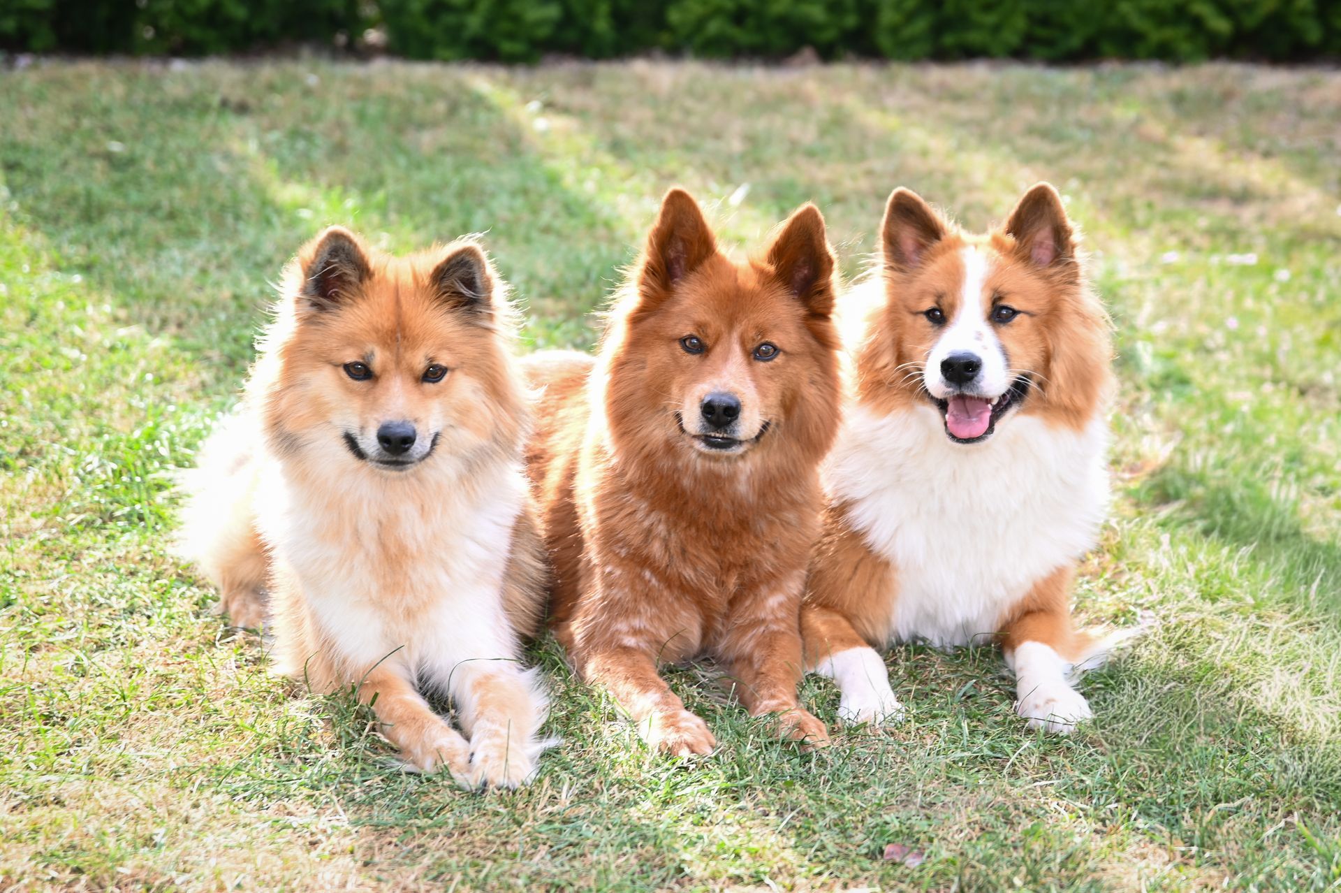 Fotoshooting Hund | Nicole Schröder Fotografie Nienburg/Weser